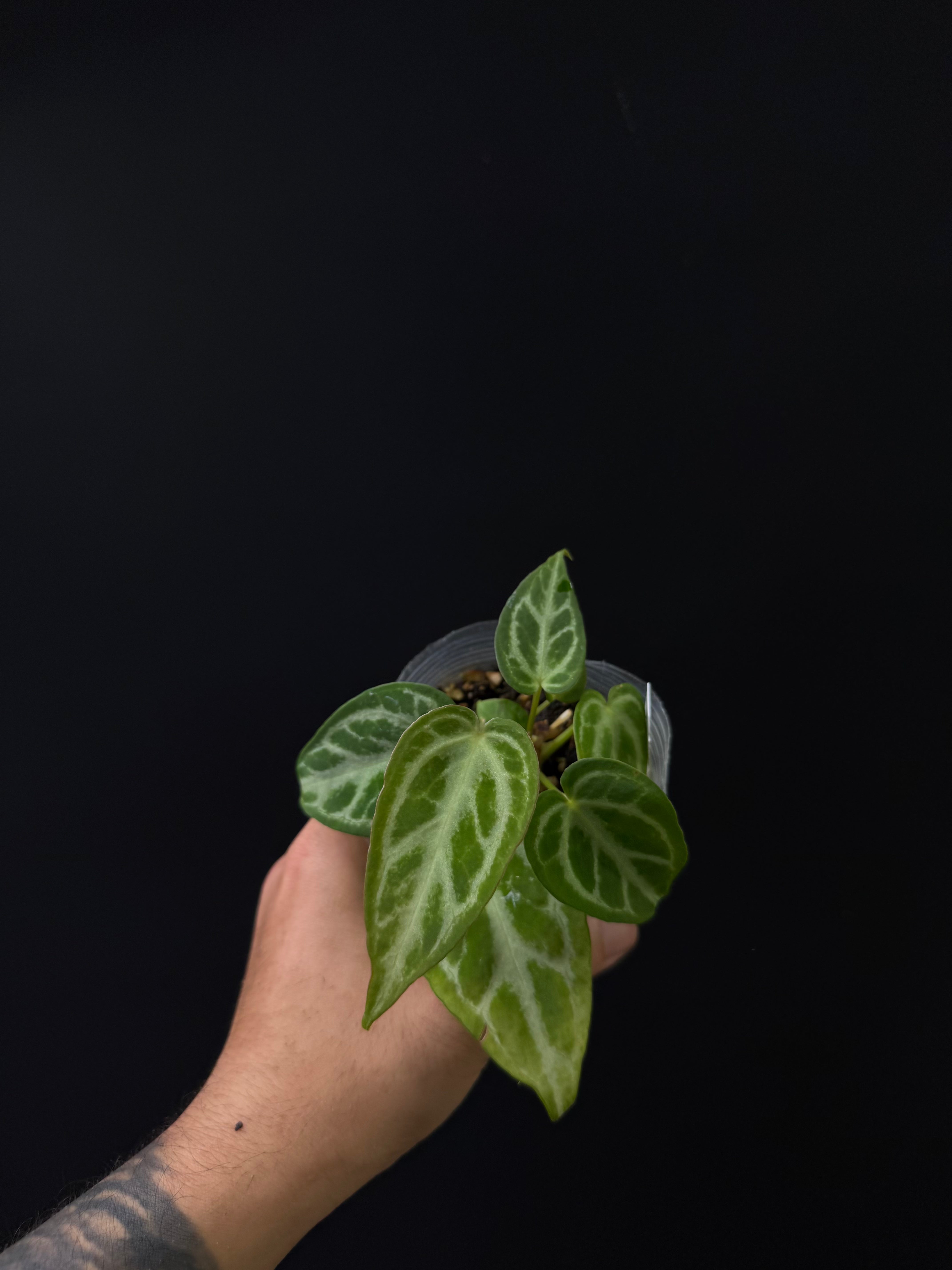 Anthurium Silver Butterfly