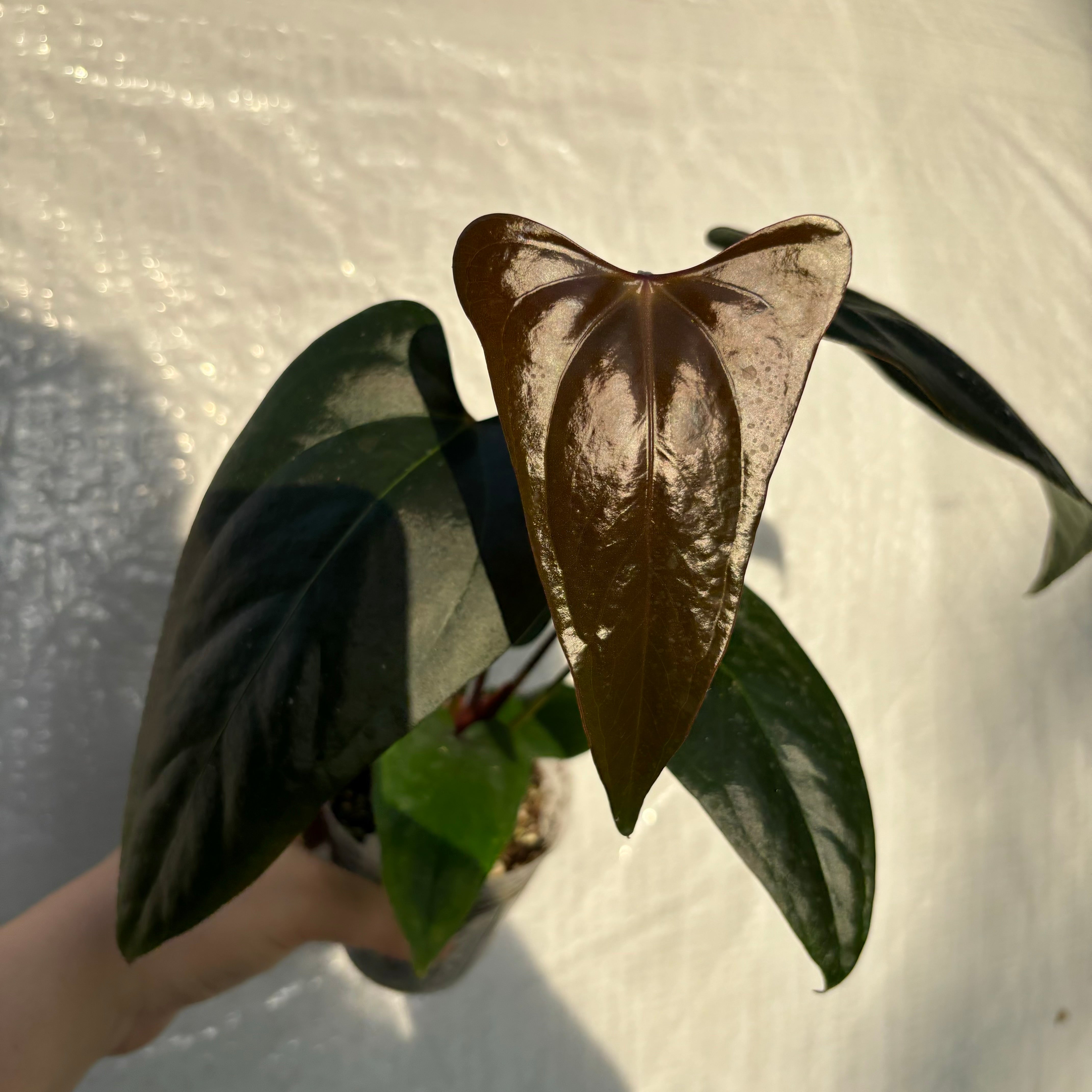 Anthurium nigrolaminum ‘Gigi’ x portillae ‘Dorito’ (EXACT PLANT)