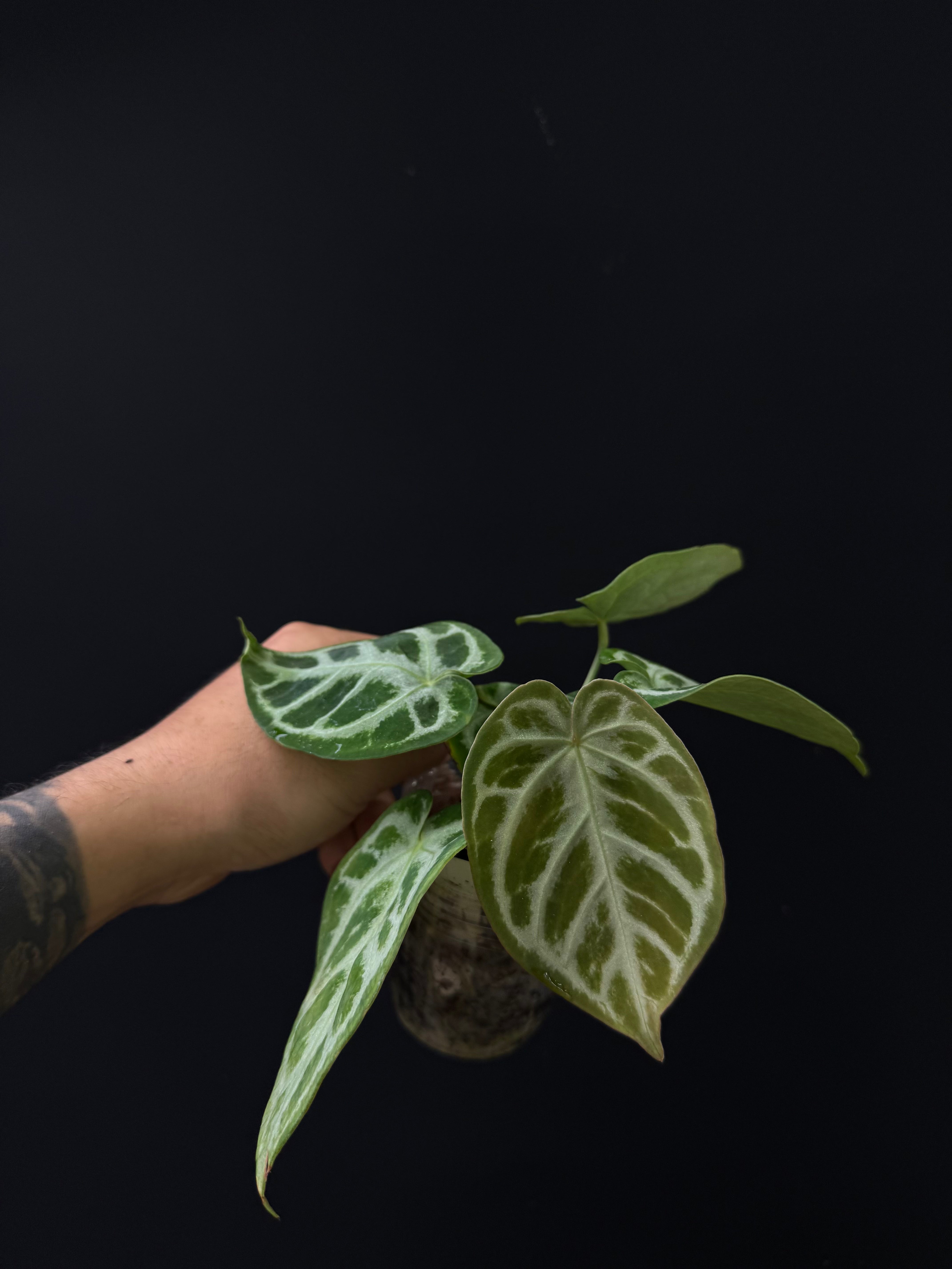 Anthurium SKG Silver S1