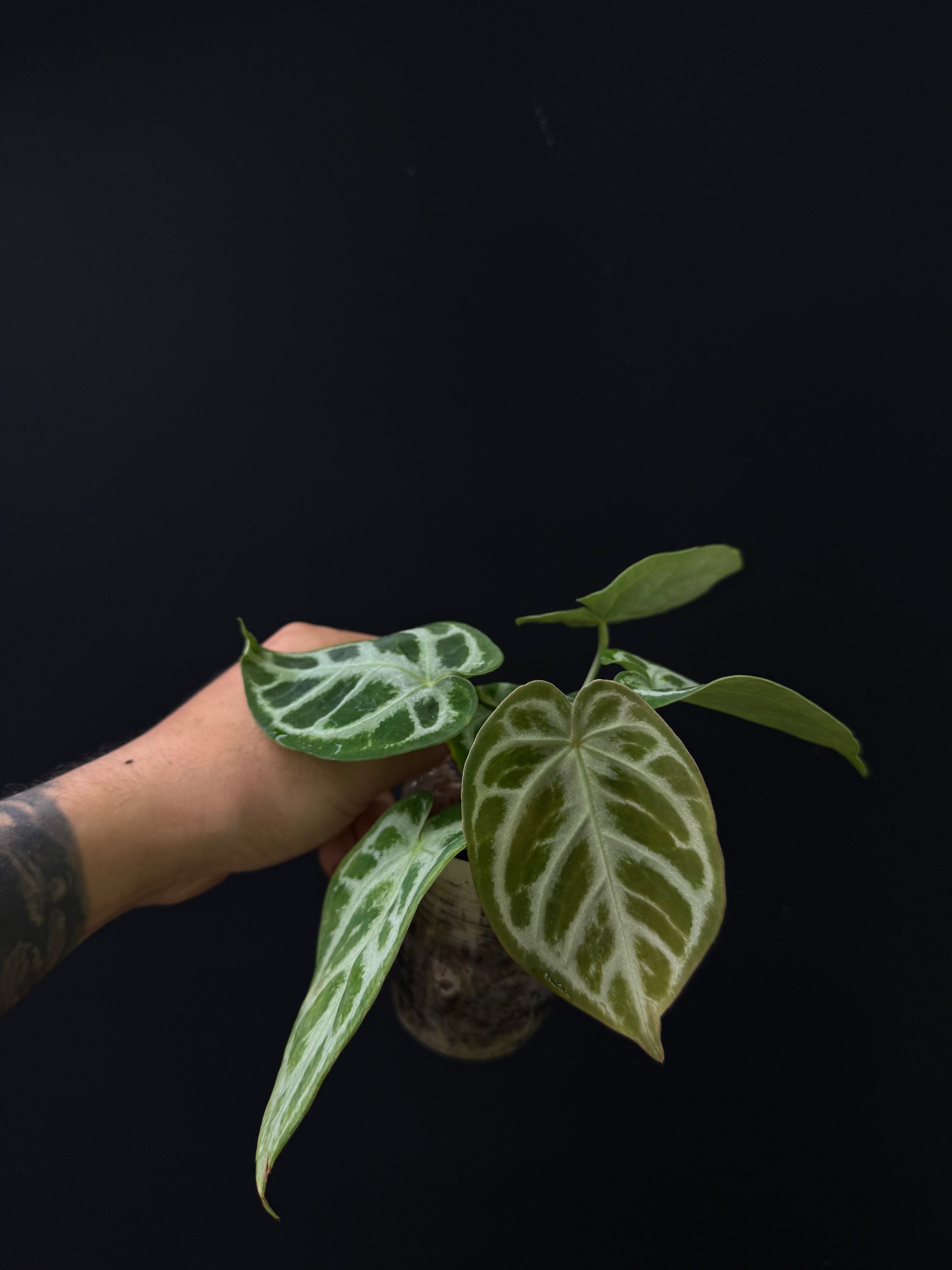 Anthurium SKG Silver 選抜株 Anthurium SKG Silver S1