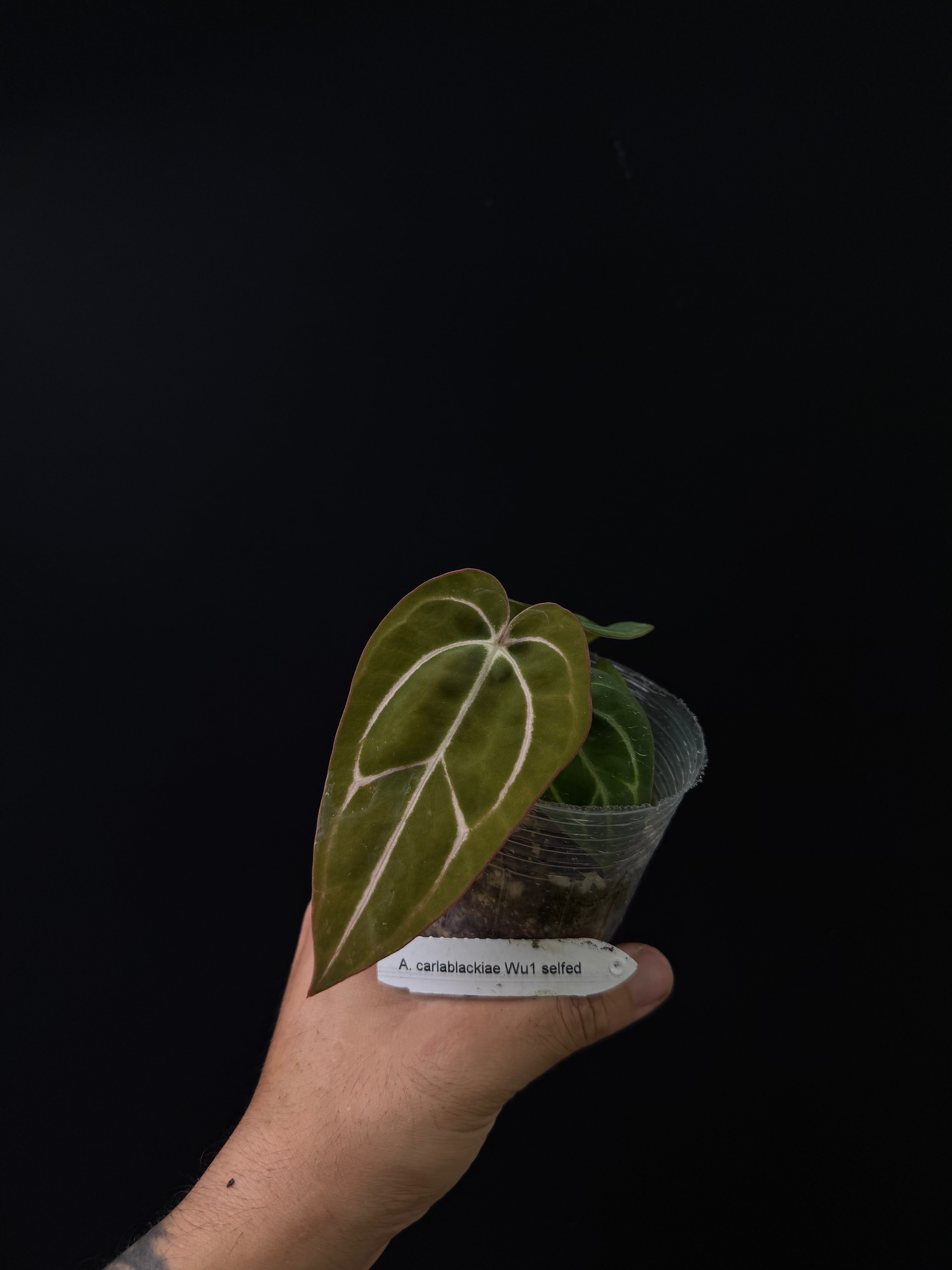 Anthurium carlablackiae Wu1 S1