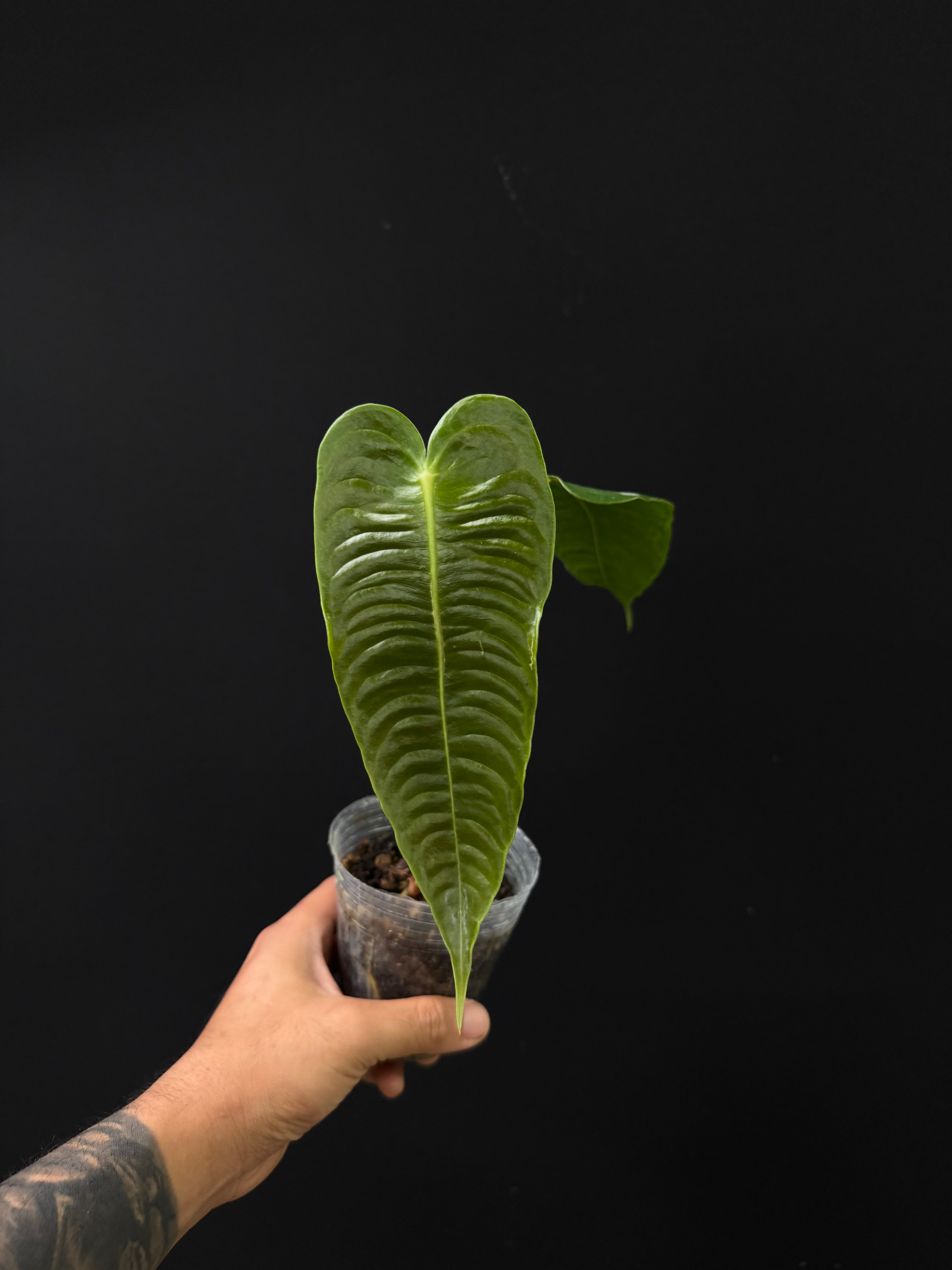 Anthurium veitchii narrow x regular