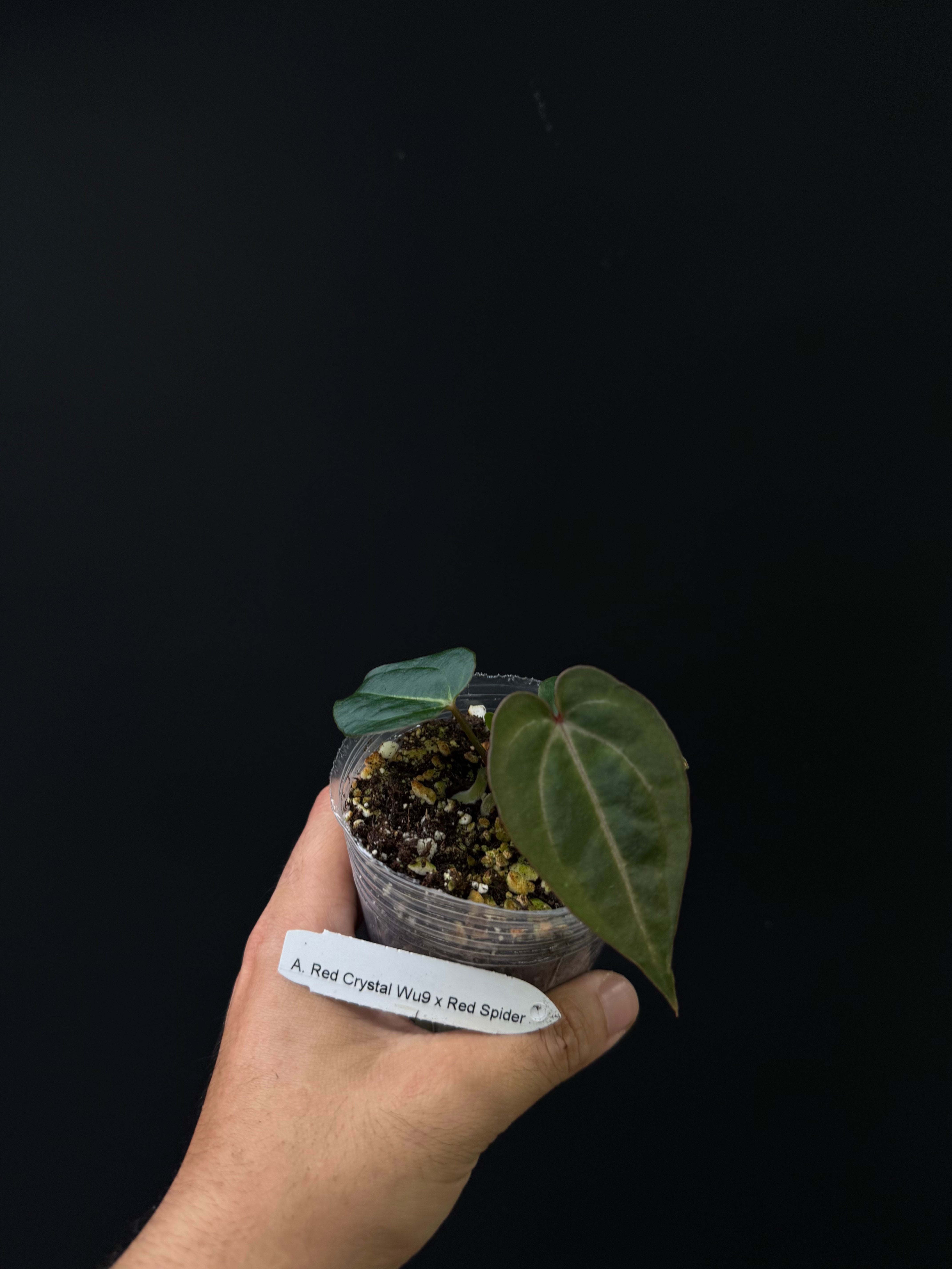 Anthurium Red Crystal Wu9 x Red Spider