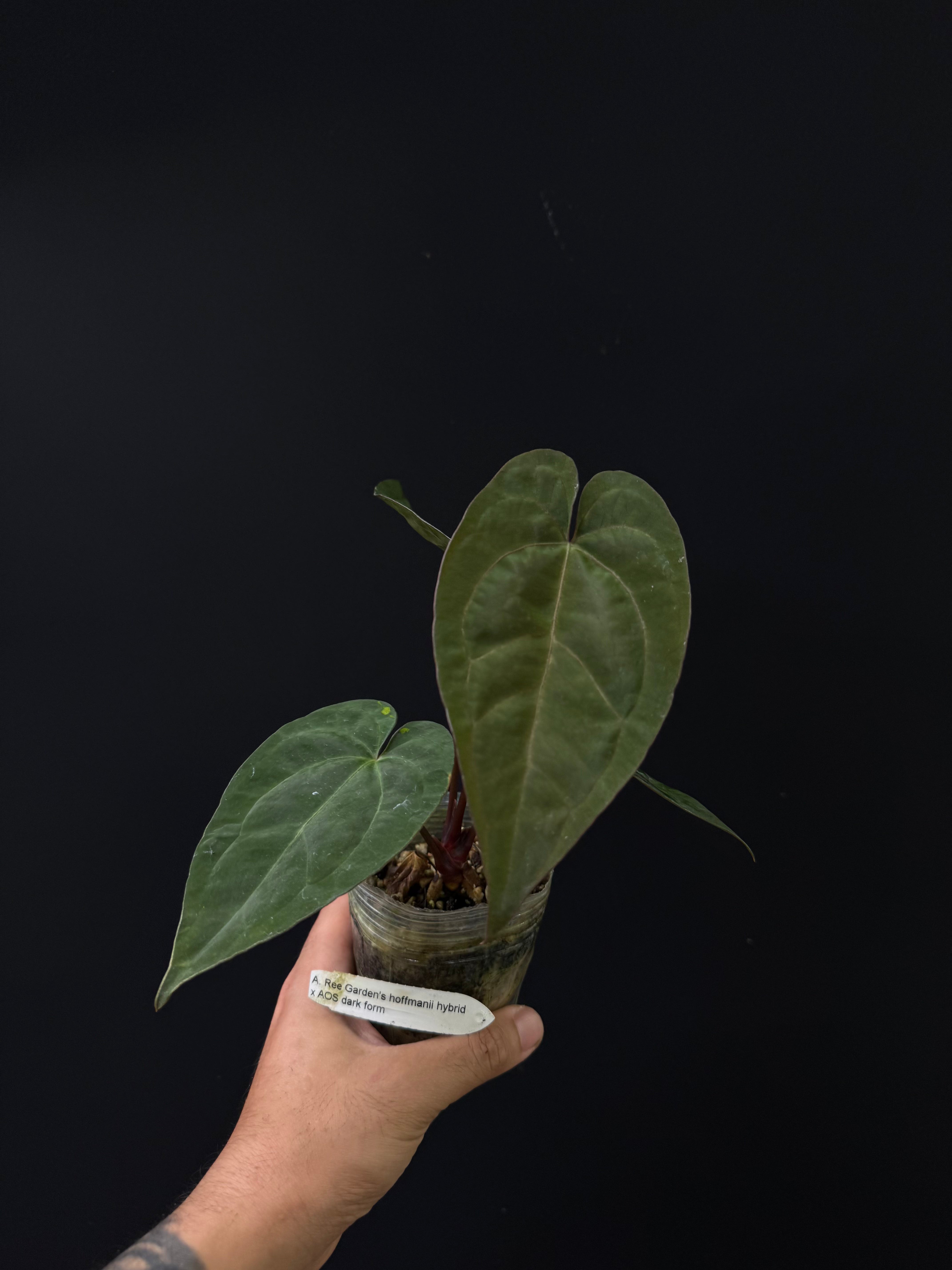 Anthurium Ree Garden's hoffmanii hybrid x AOS dark form