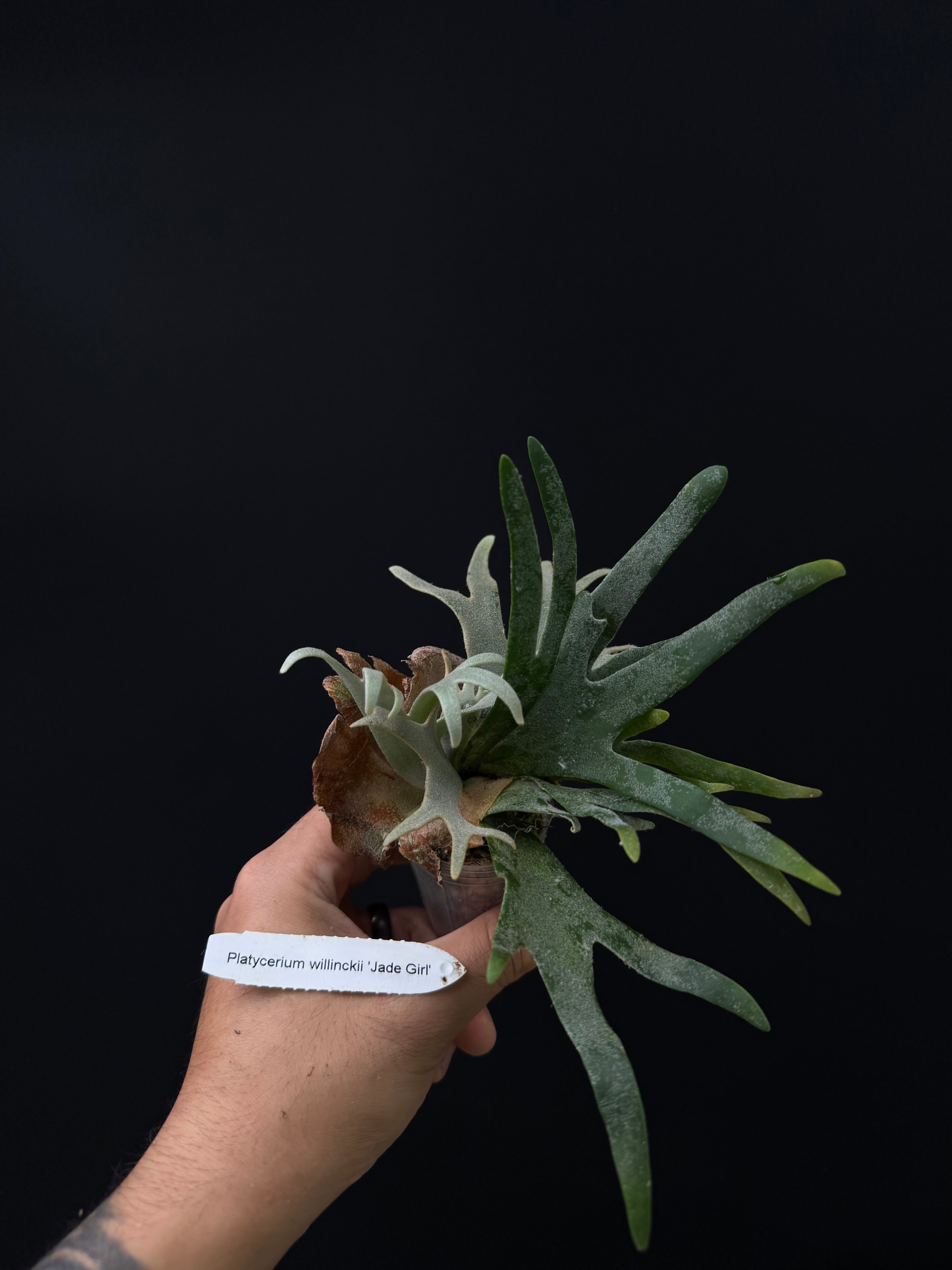 Platycerium willinckii 'Jade Girl'