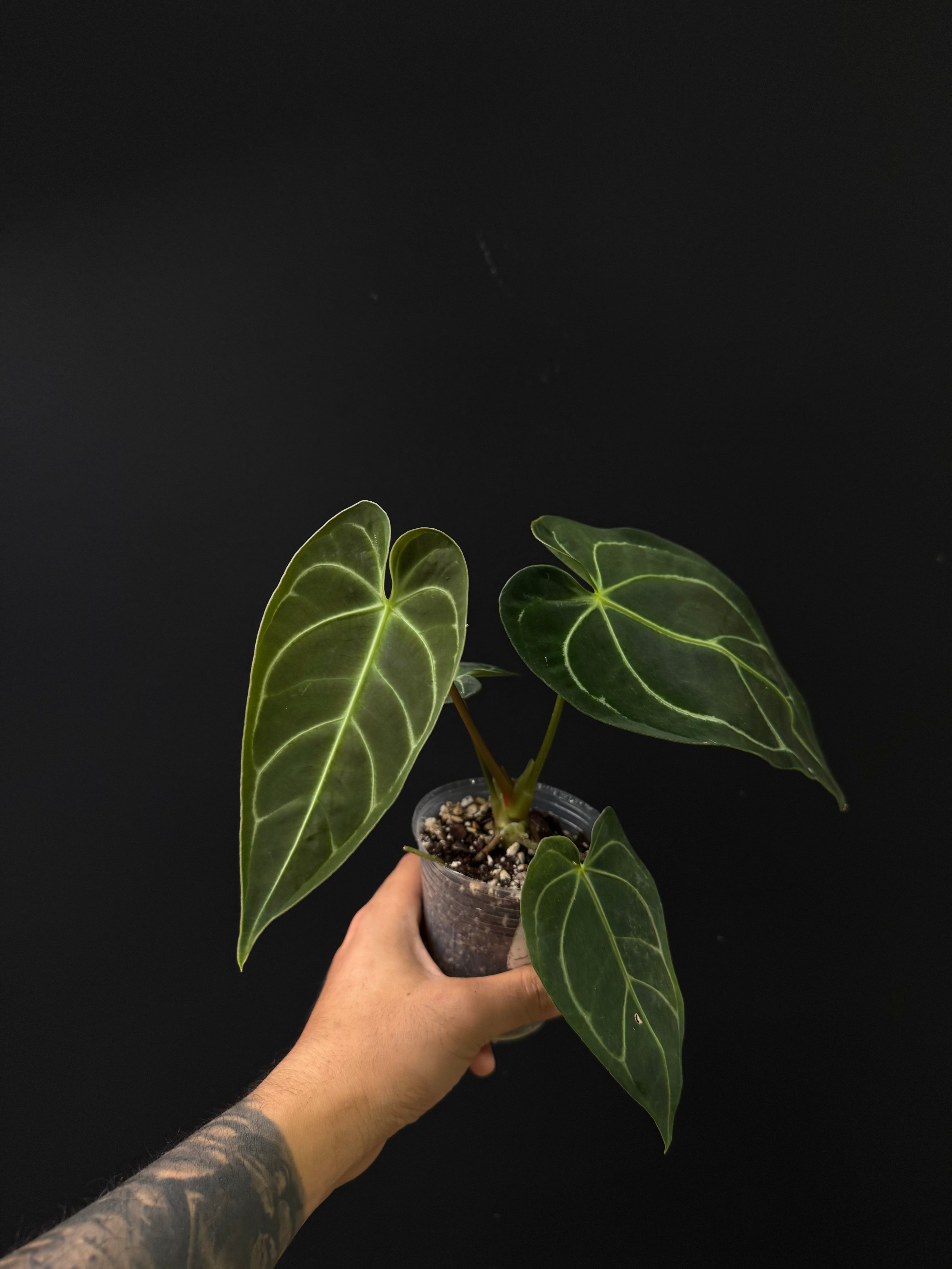 Anthurium regale