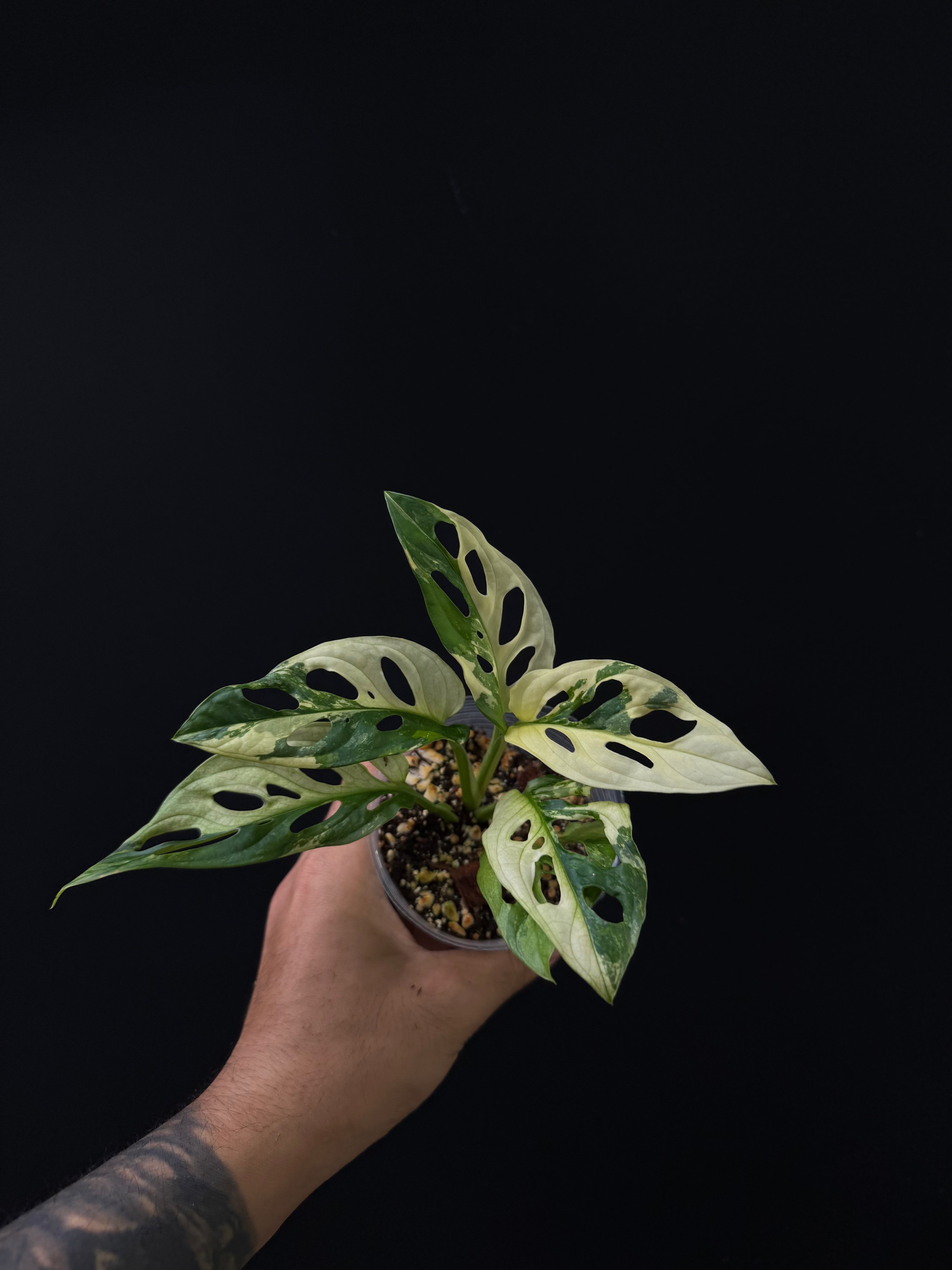Monstera adansonii tri-color