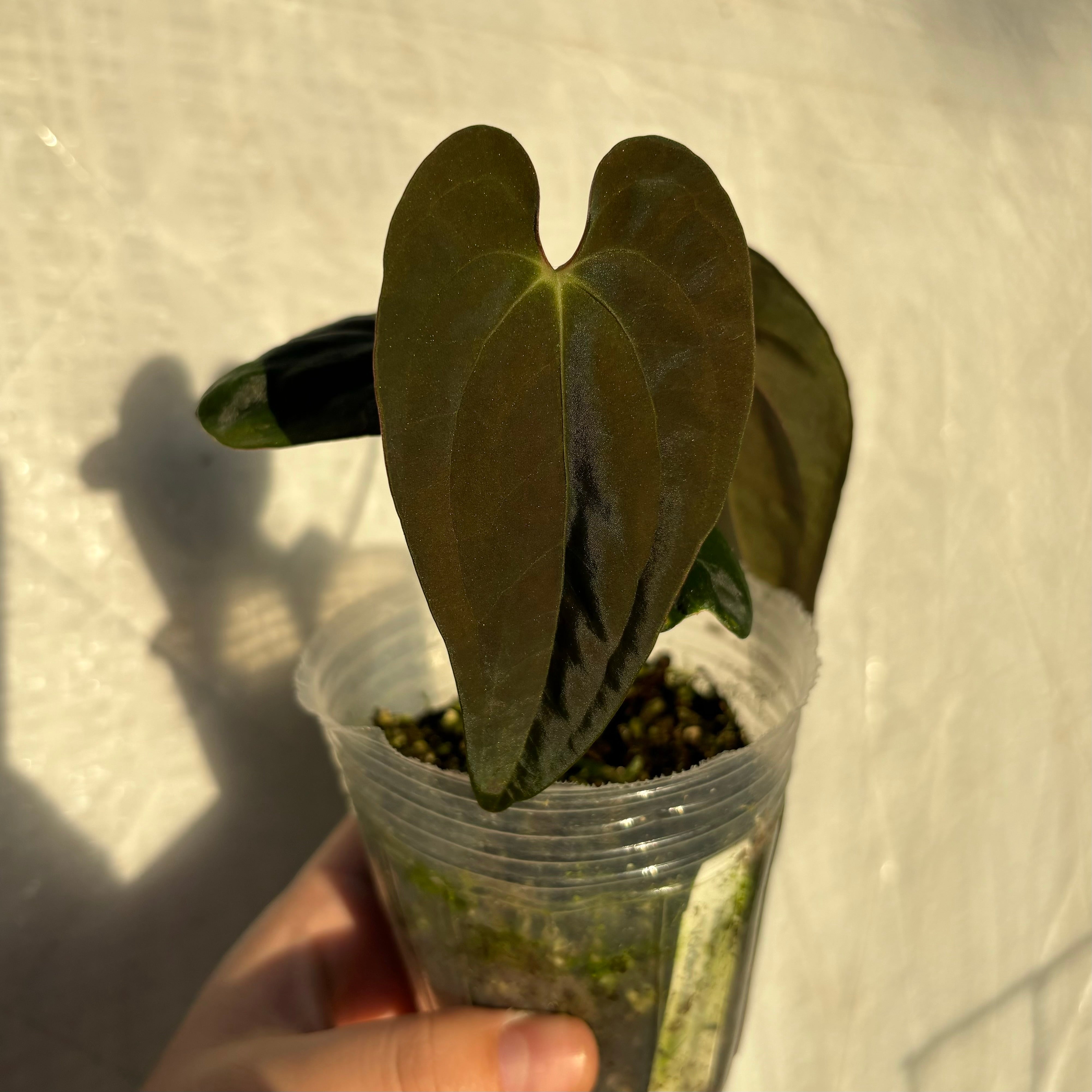 Anthurium papillilaminum ‘Voldemort’ x papillilaminum GY (EXACT PLANT)