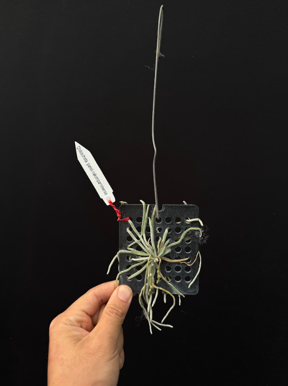 Chiloschista parishii nakornpanomensis