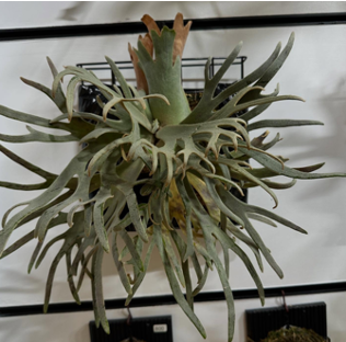 Platycerium willinckii 'Jade Girl'