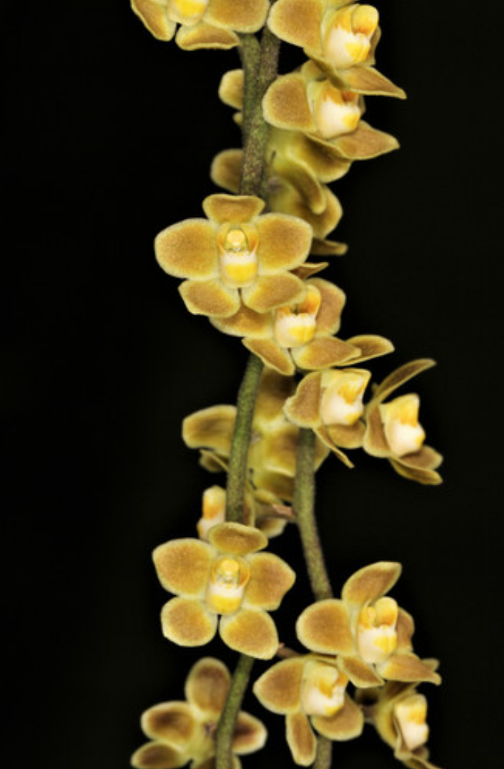 Chiloschista parishii nakornpanomensis