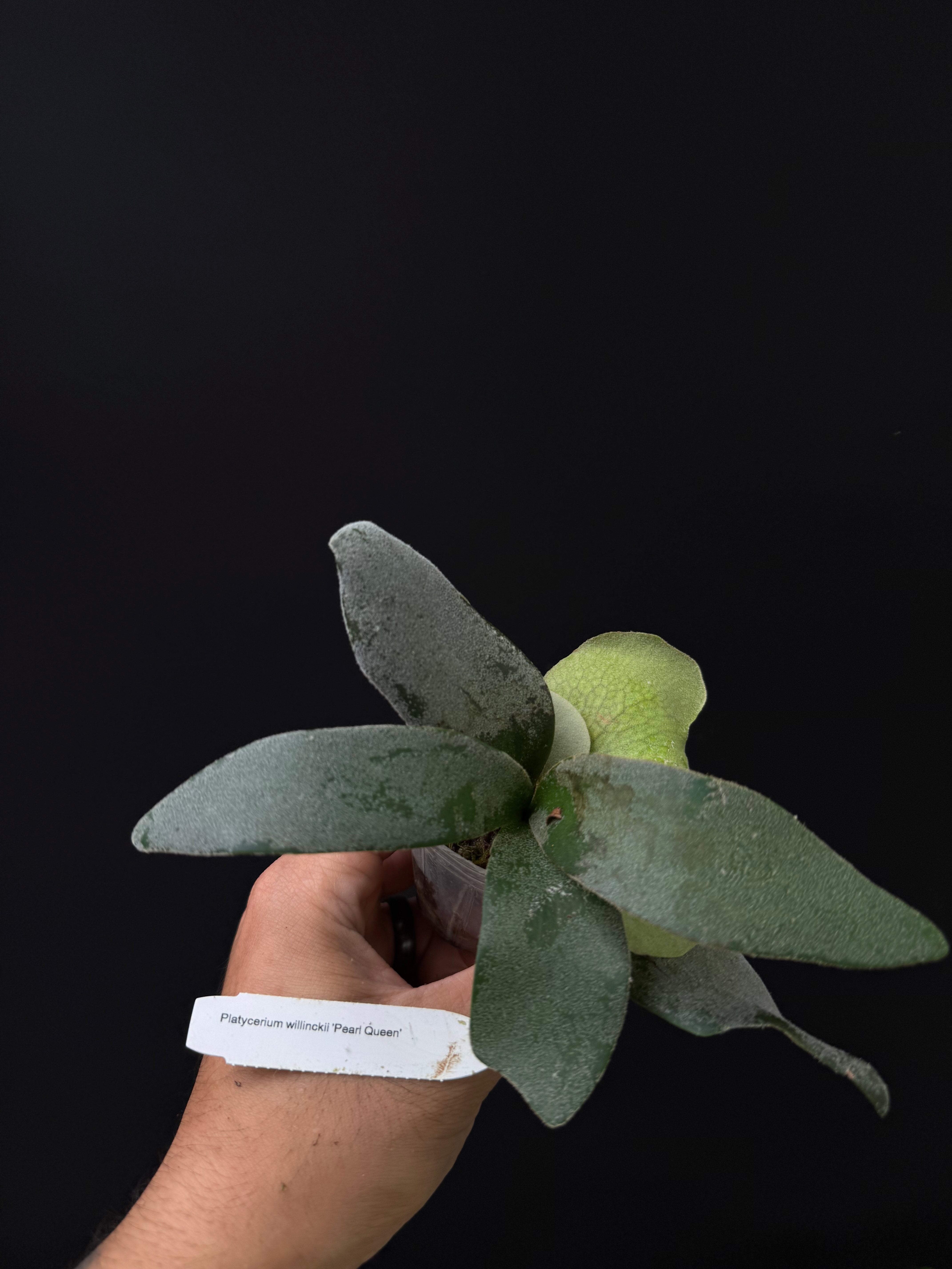 Platycerium willinckii 'Pearl Queen'