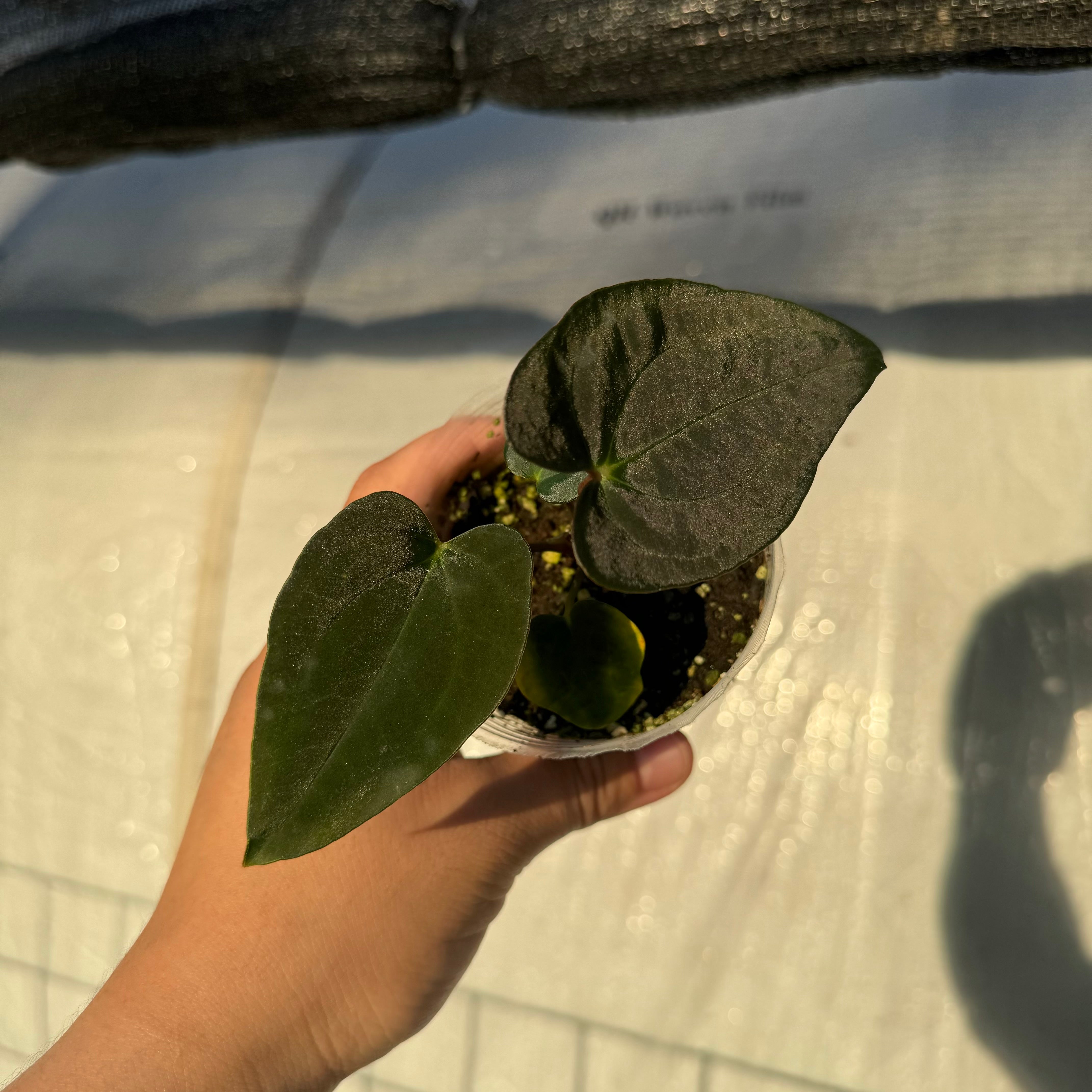 Anthurium pap ‘Wu6’ x pap GY (EXACT PLANT)