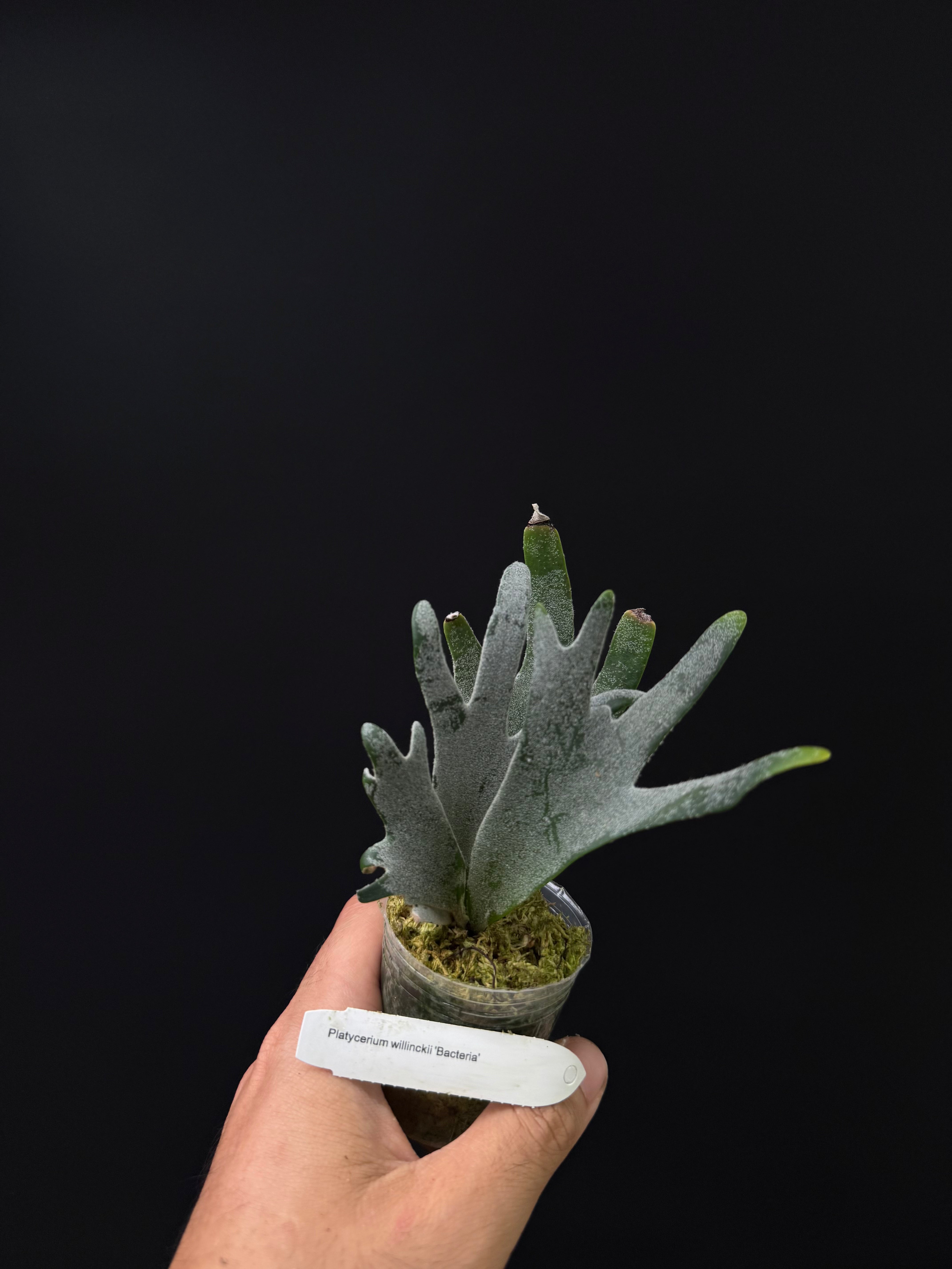 Platycerium willinckii 'OMG'
