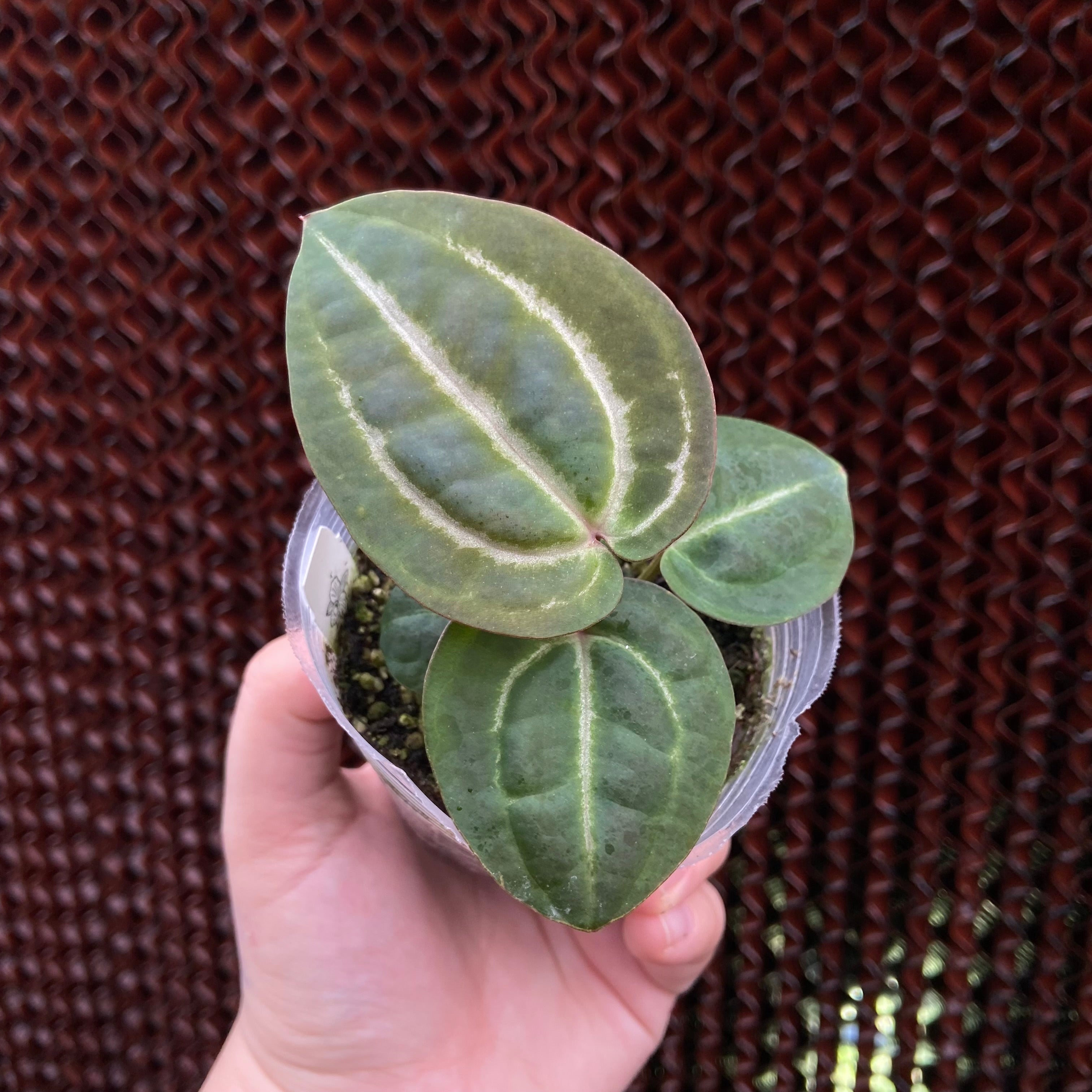 A. Red Crystal ‘Wu4’ x self (EXACT PLANT)