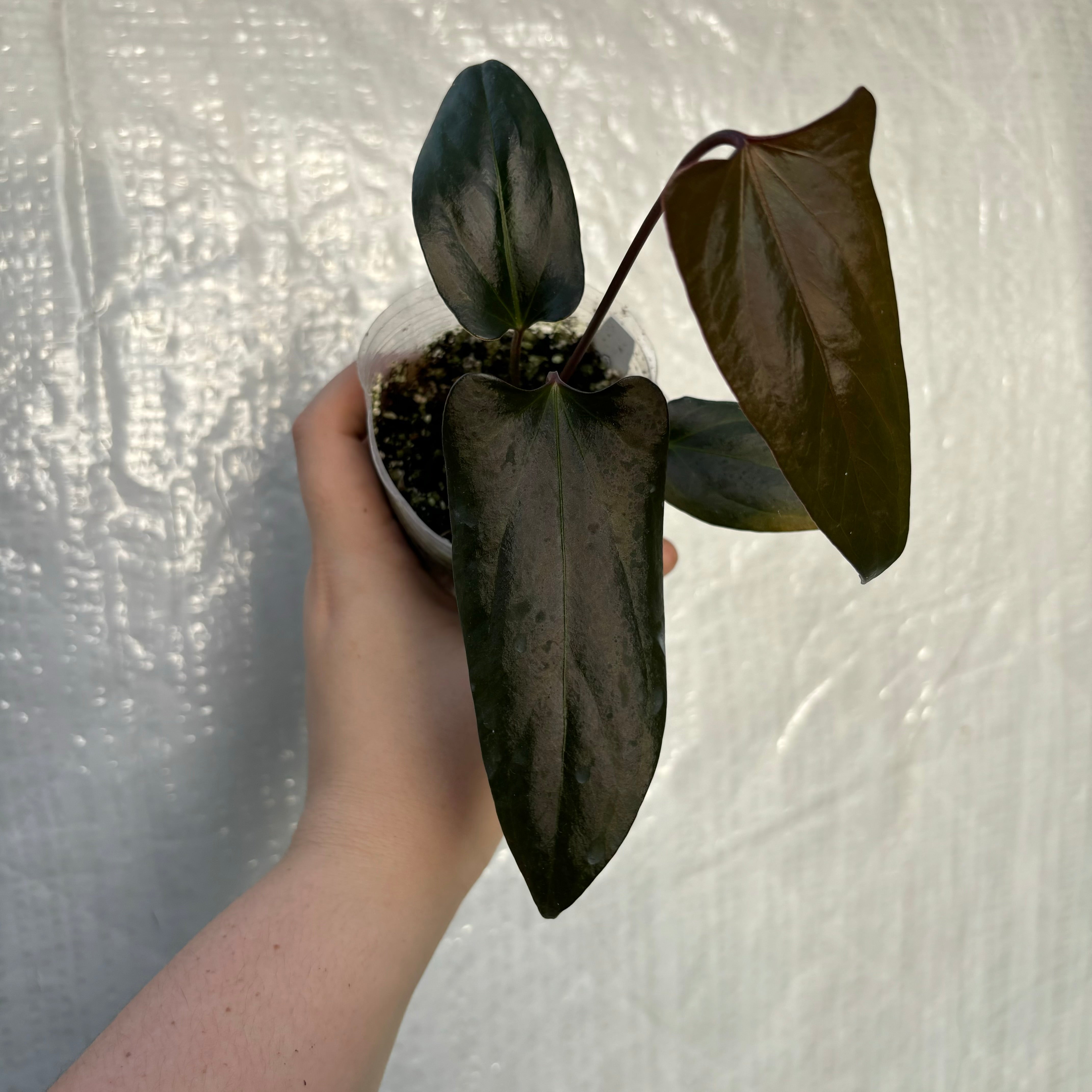 Anthurium nigrolaminum ‘Gigi’ x portillae ‘Dorito’ (EXACT PLANT)