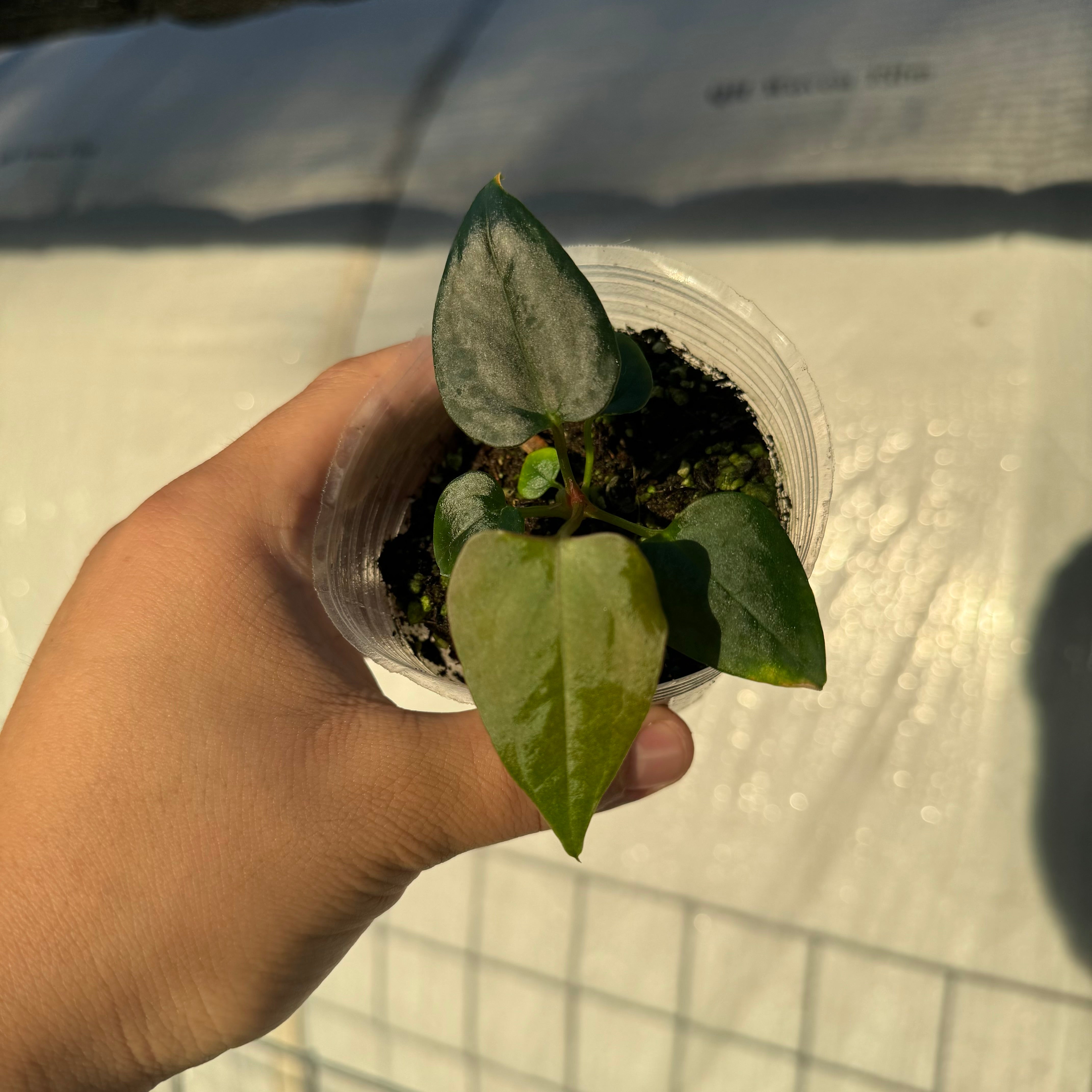 Anthurium portilloi x self (EXACT PLANT)