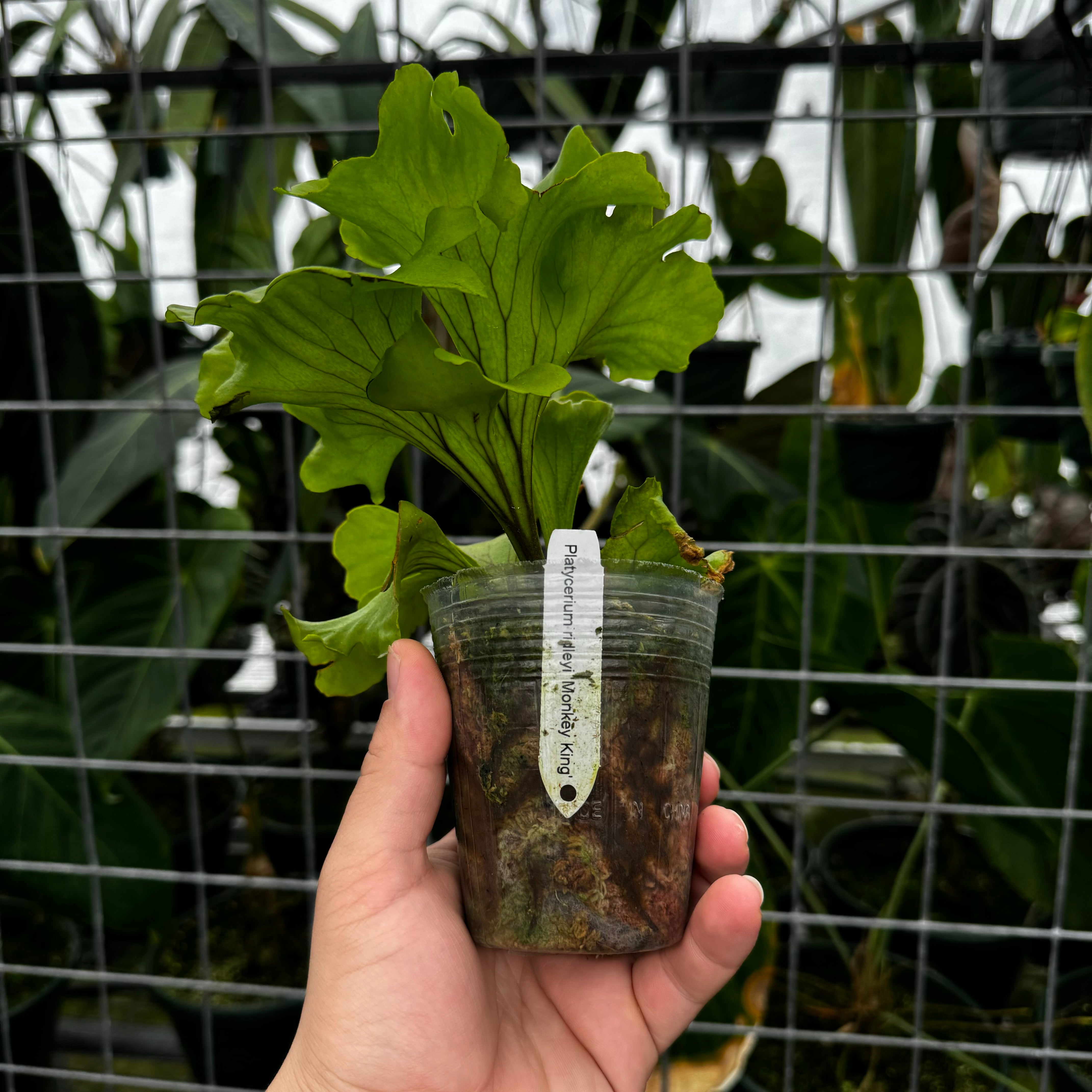 Platycerium ridleyii ‘Monkey King’ (growers choice)
