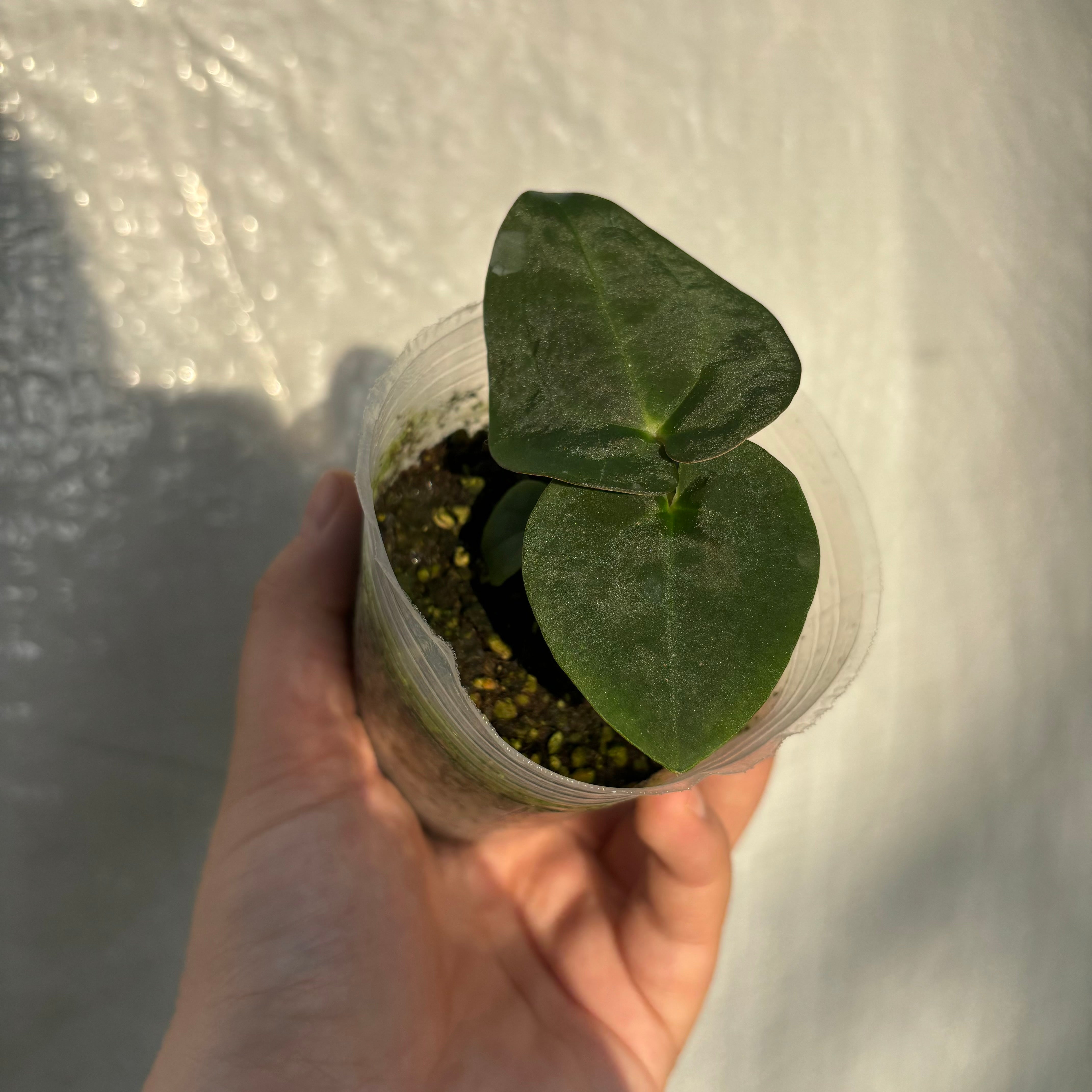 Anthurium BVEP x papillilaminum GY (EXACT PLANT)