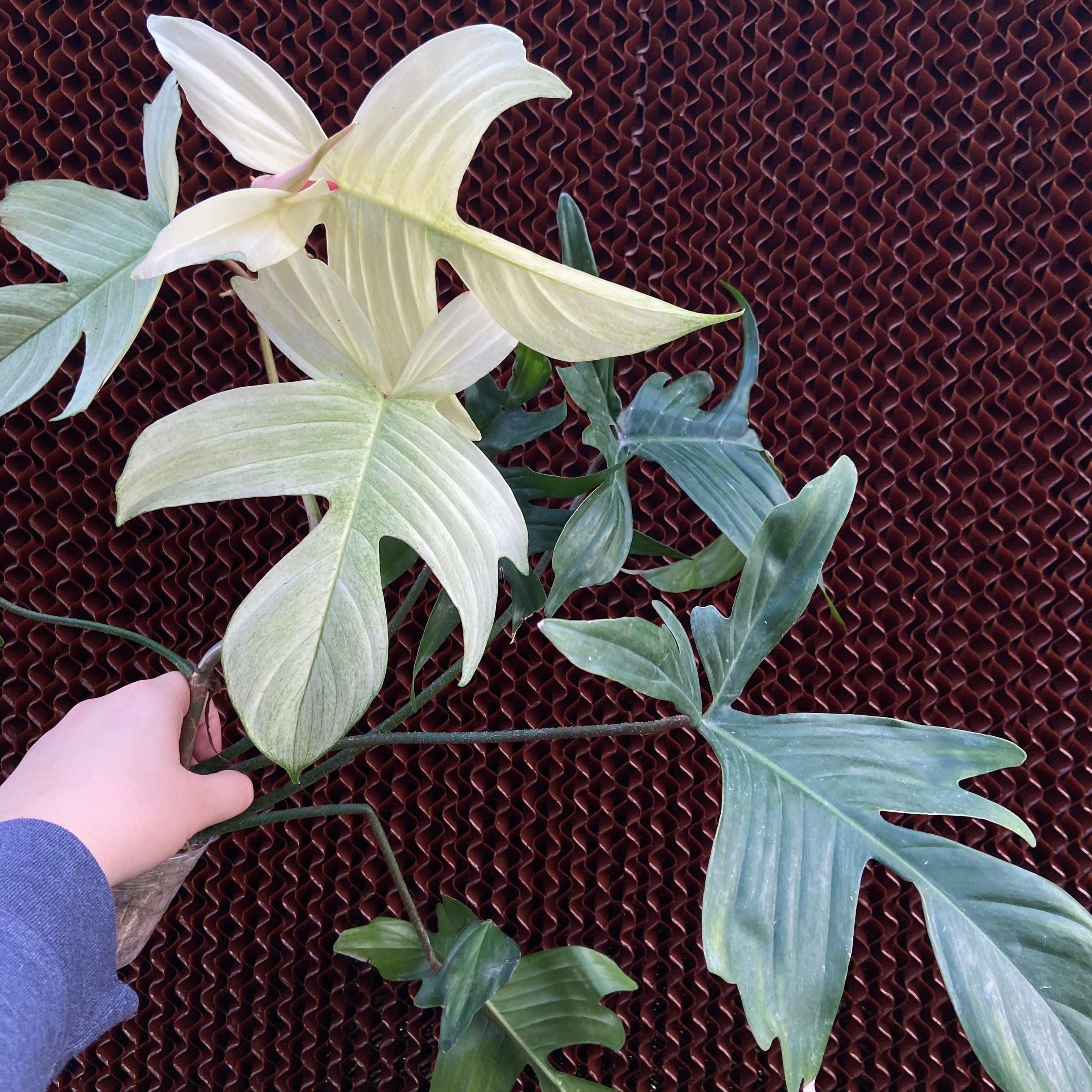 Philodendron ‘Florida Ghost’ large