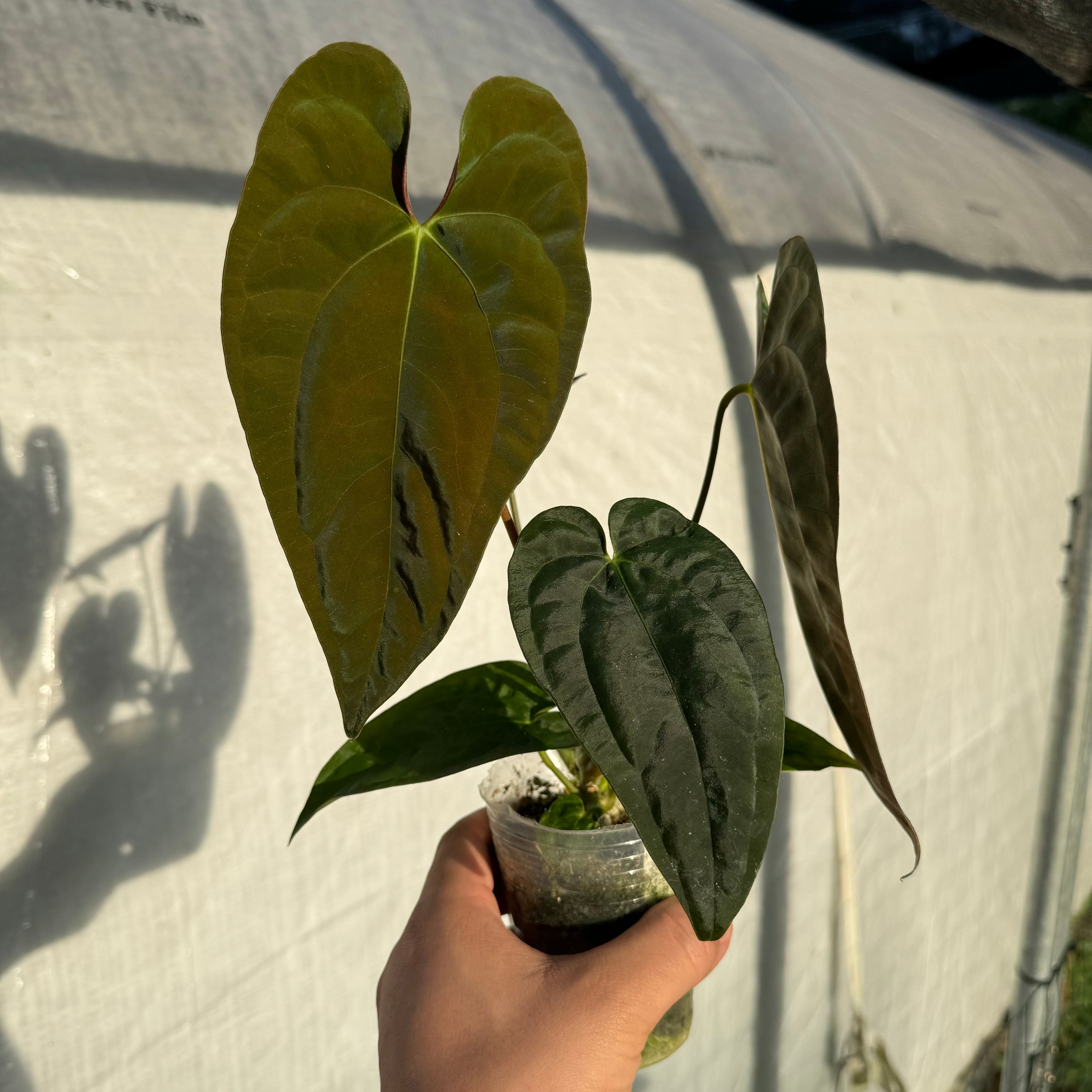Anthurium pap ‘Voldemort’ x pap GY (EXACT PLANT) *in cataphyll*