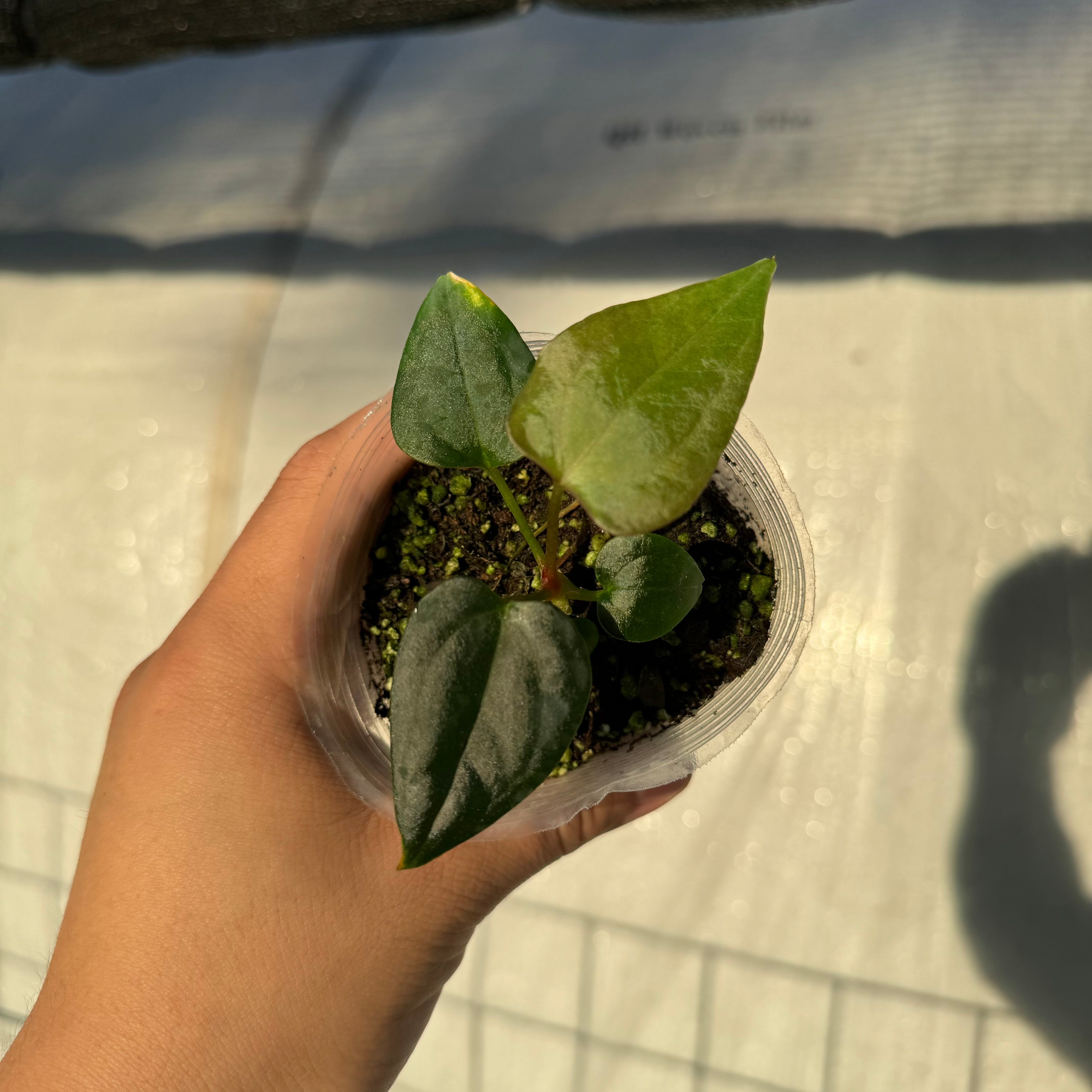 Anthurium portilloi x self (EXACT PLANT)