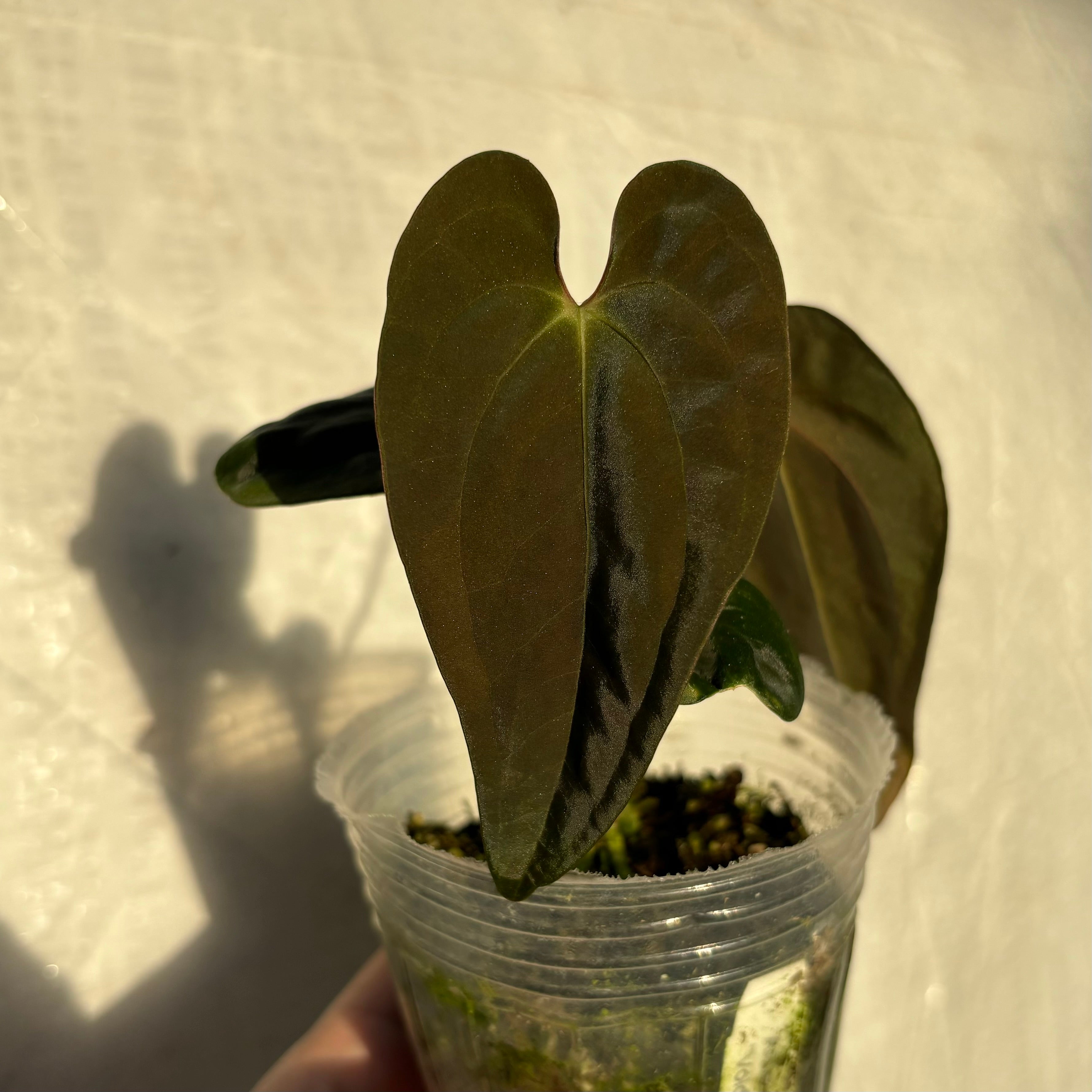 Anthurium papillilaminum ‘Voldemort’ x papillilaminum GY (EXACT PLANT)