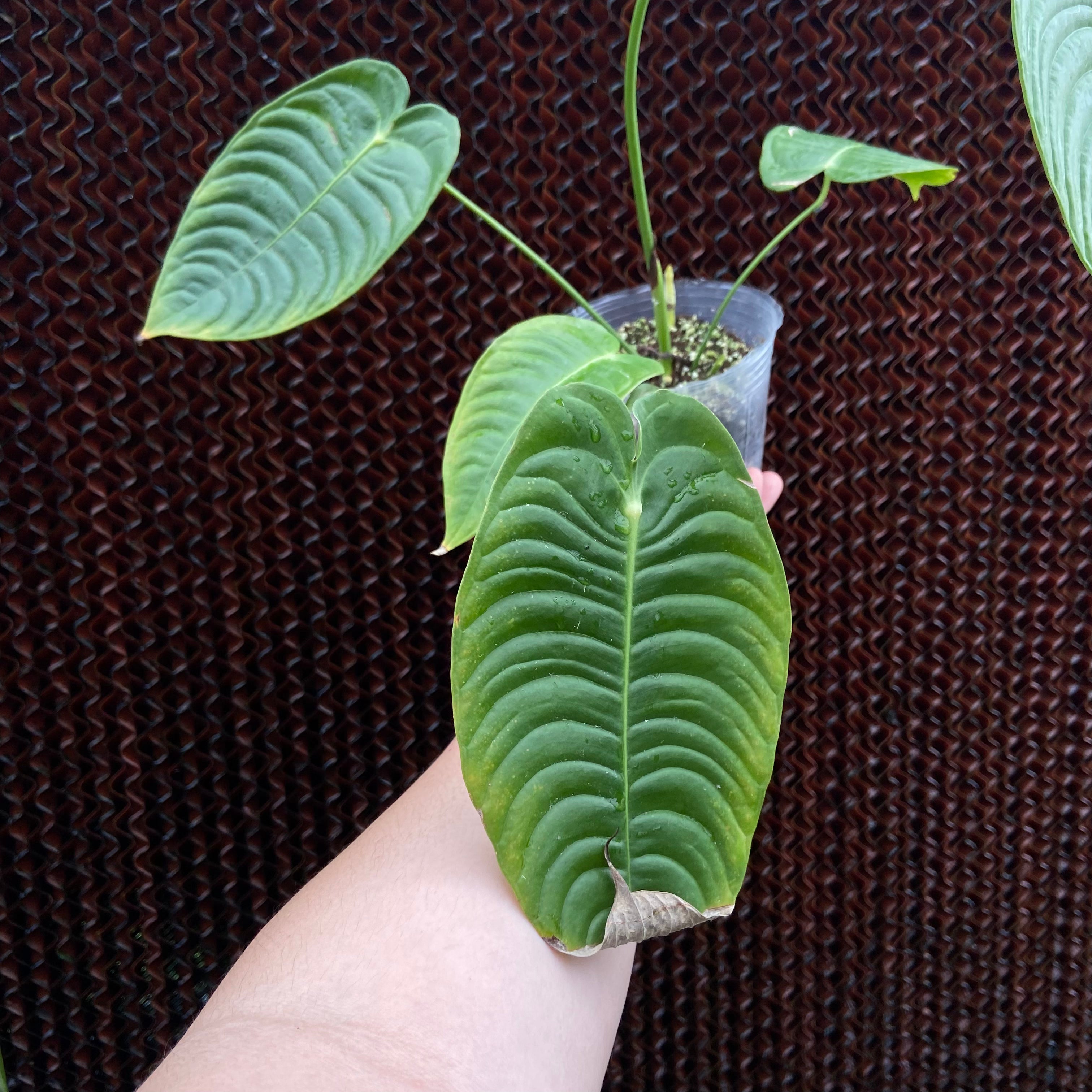 Anthurium veitchii ‘Narrow’ (EXACT PLANT)