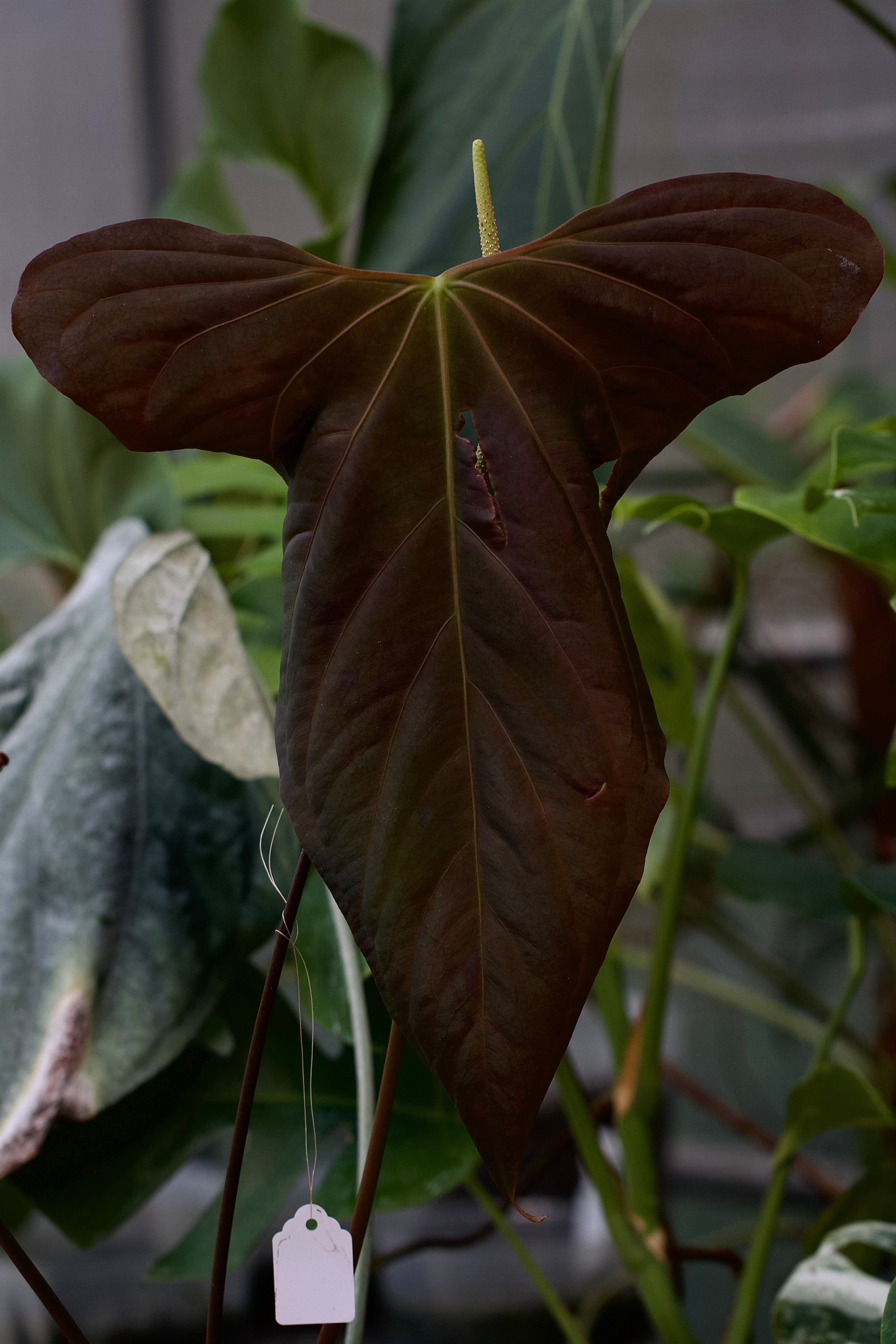 Anthurium sp. Nova DF