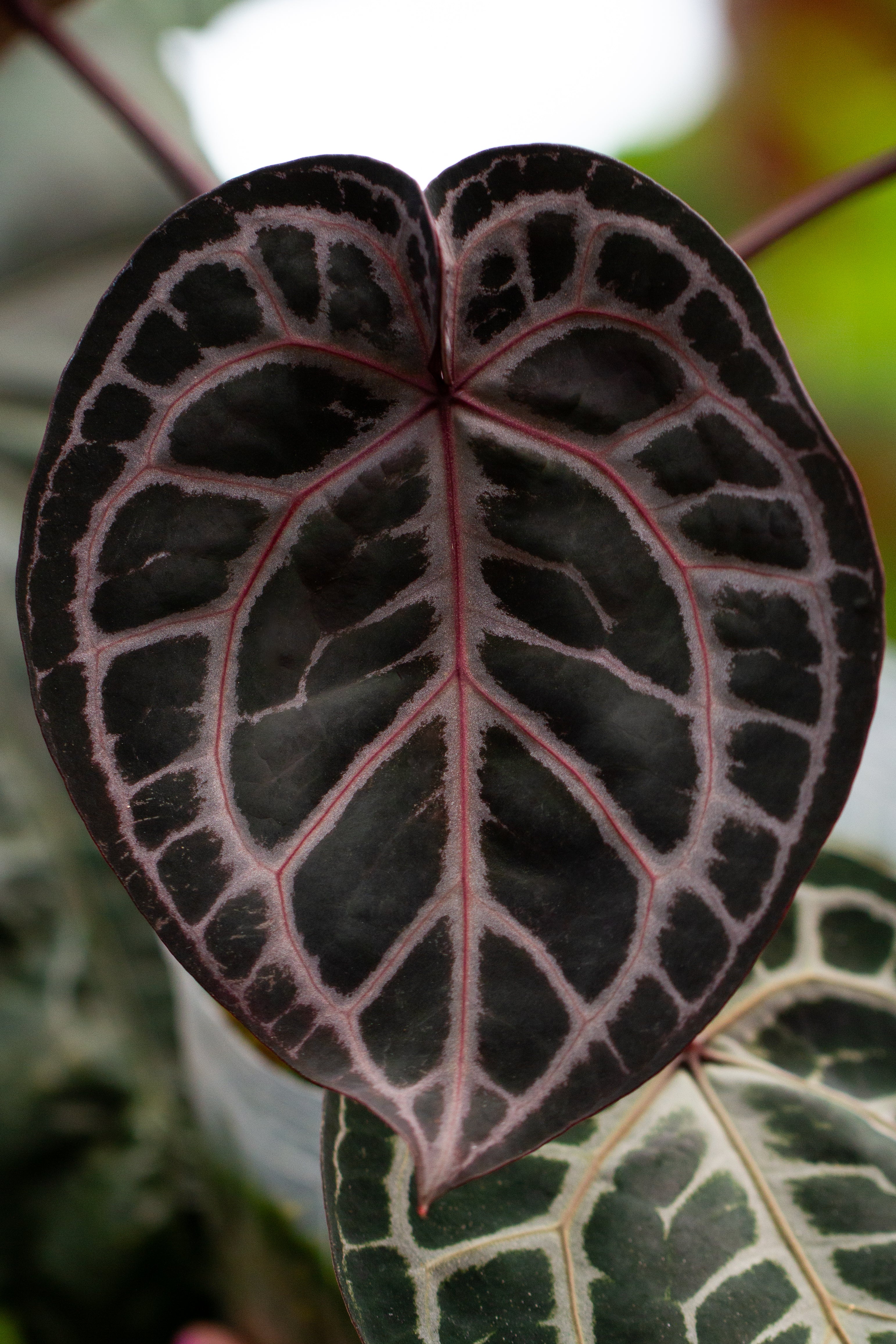 Anthurium 'Red Crystallinum' Tezula