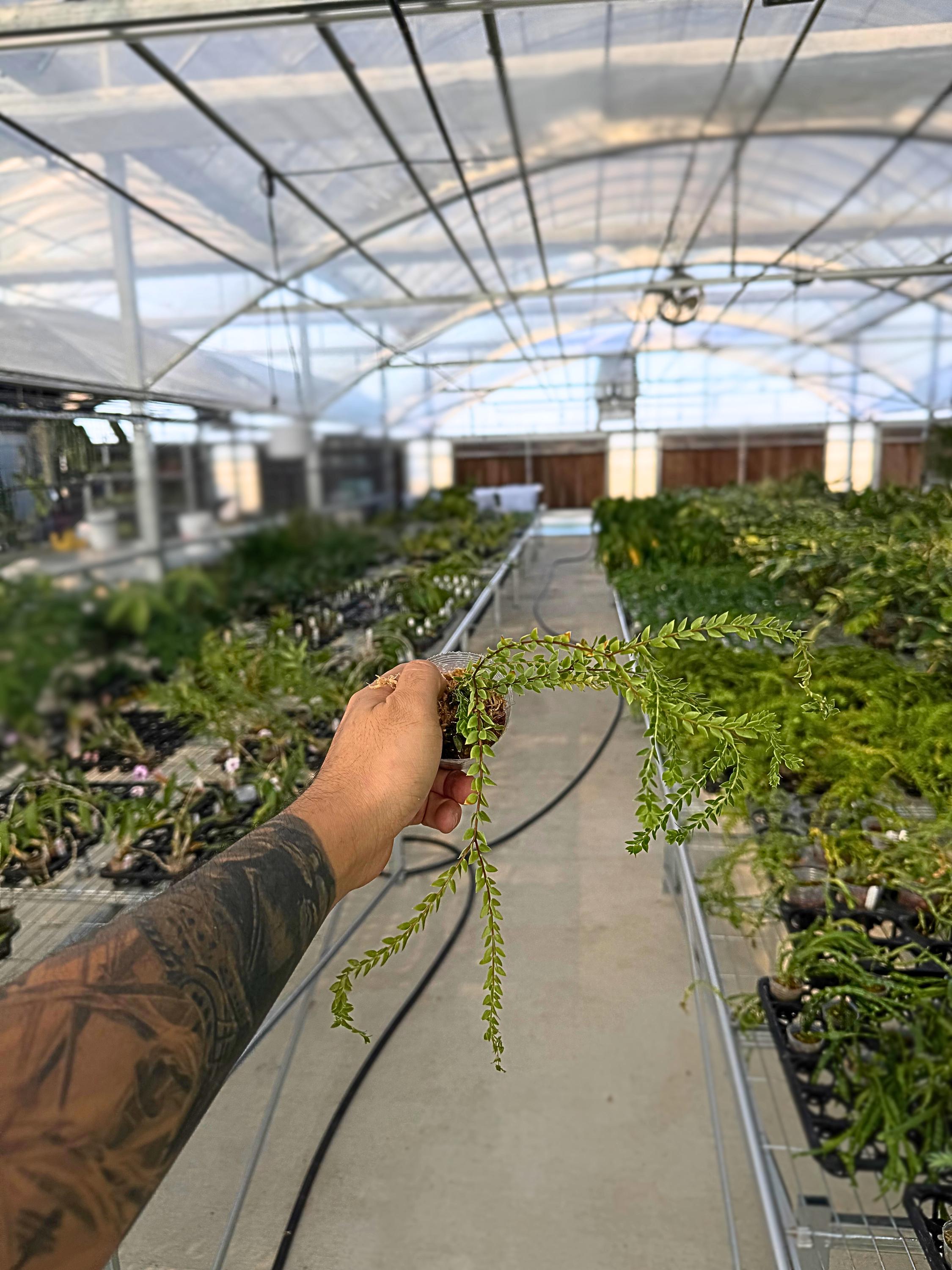 Huperzia salvinioides Rare Tropical Clubmoss, Cascading Jungle Plant, Live Houseplant