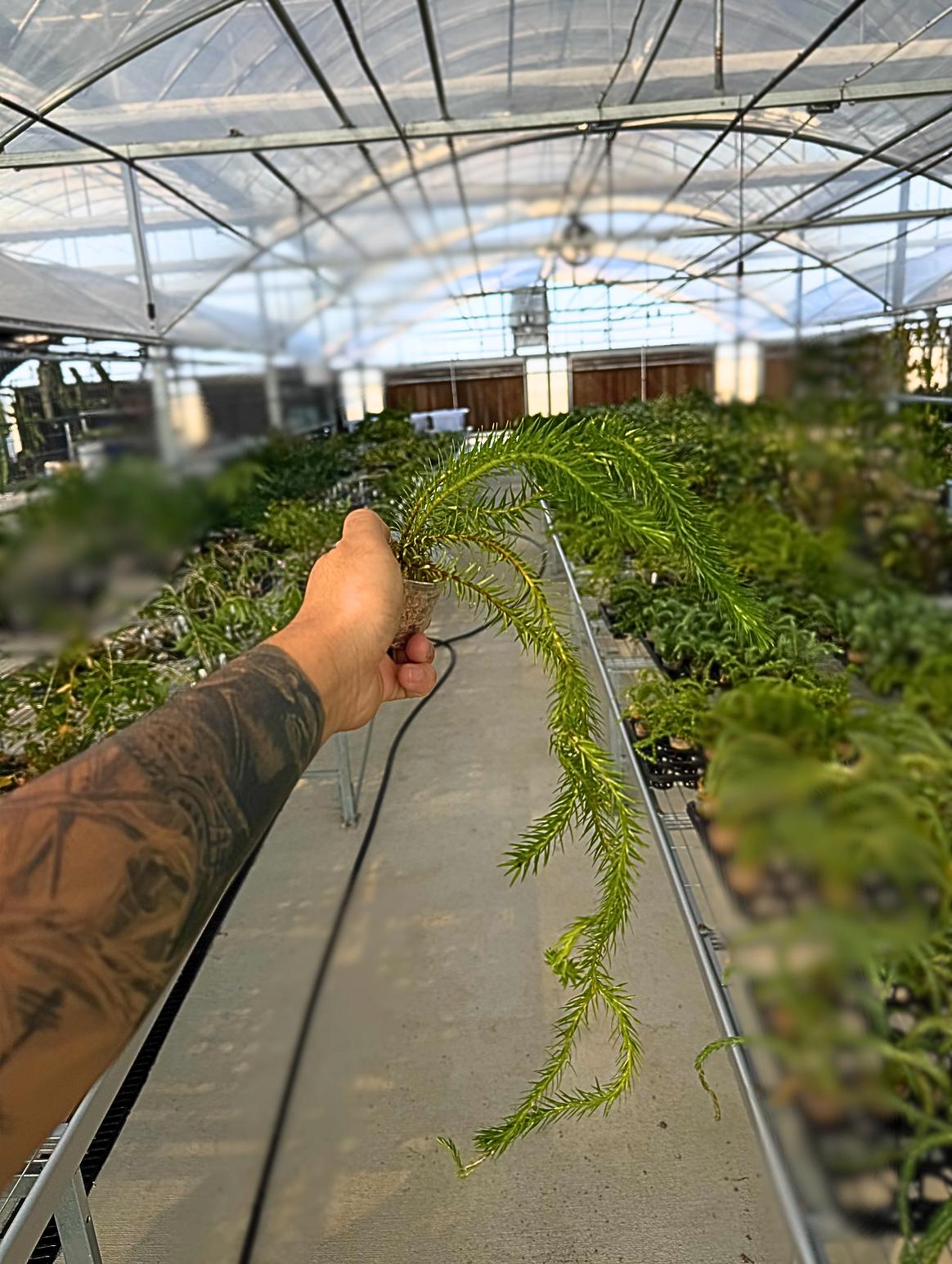 Huperzia squarrosa New Guinea rare Tropical Clubmoss Architectural Jungle Plant Humidity Loving Collector Species