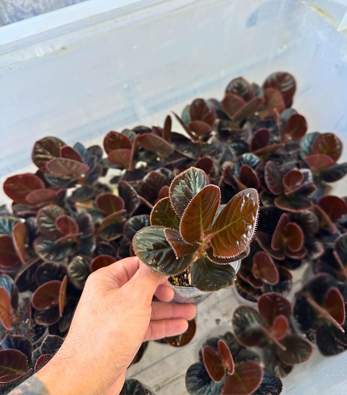 Ardisia sp. ‘Black Pearl’