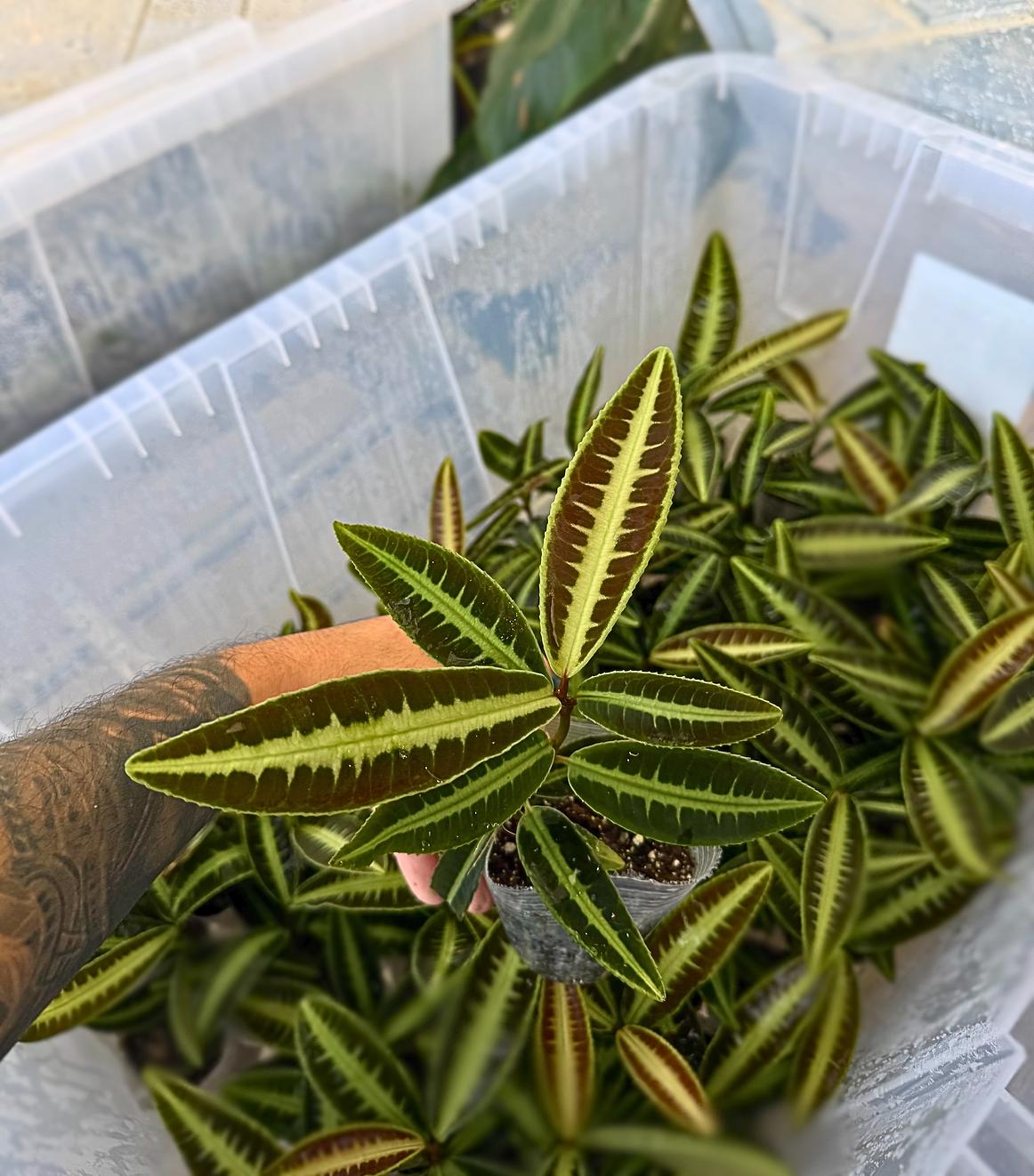 Labisia sp. ‘Cat Eye’ – Rare Jewel Plant | Unique Patterned Foliage | Terrarium-Ready Tropical Houseplant