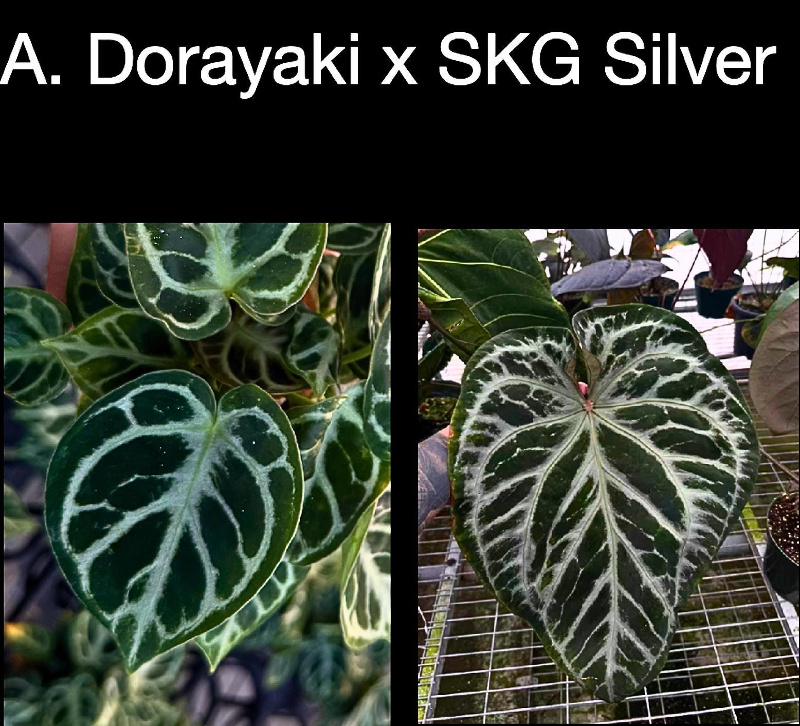 Anthurium red crystal Crystal ‘Wu9’ x carlablackiae ‘Wu2’ • Exclusive Wuhoo Tropicals Hybrid • Rare Anthurium Collector Plant