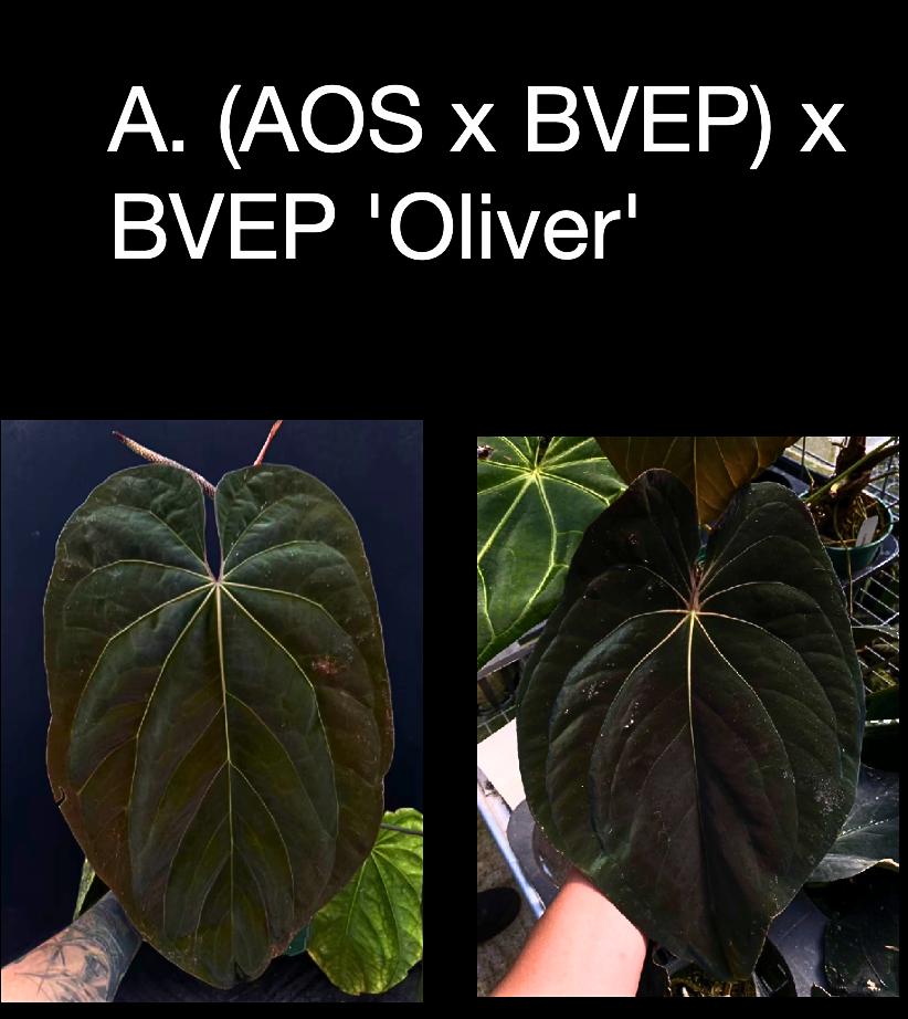 Anthurium (AOS x BVEP) x BVEP ‘Oliver’ • Rare Hybrid • Thick Leaf Collector Anthurium • Aroid t
