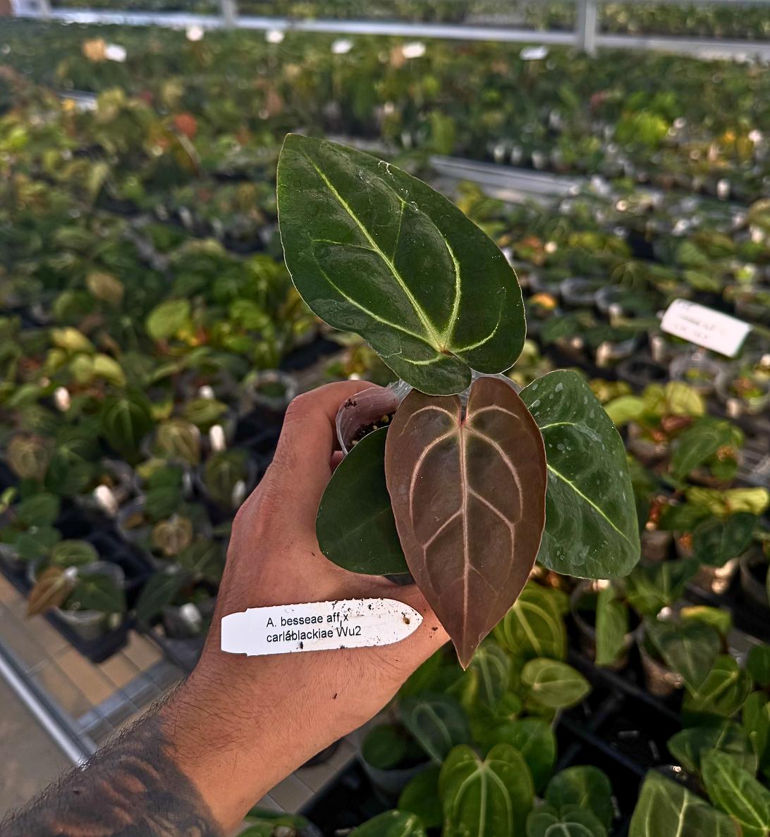 Anthurium besseae aff x carlablackiae ‘Wu2’