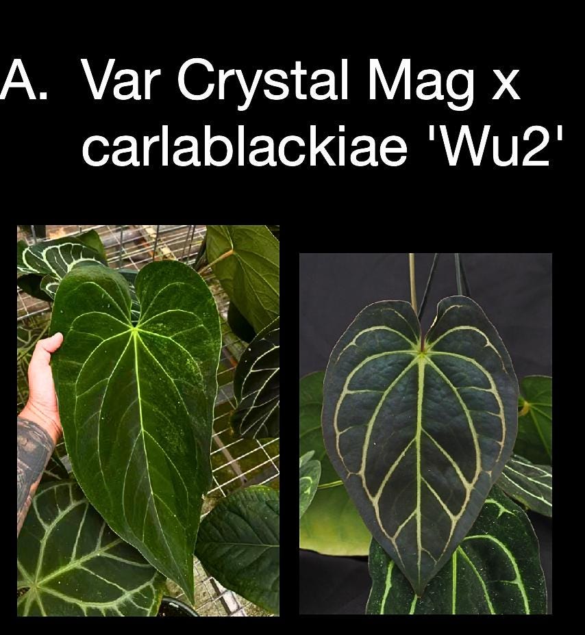 Anthurium Crystal Mag Variegated x carlablackiae ‘Wu2’