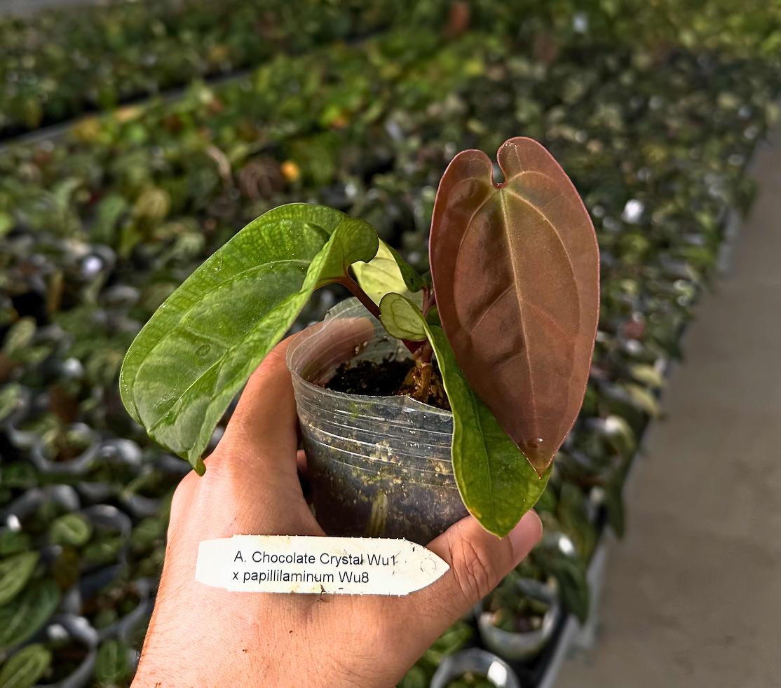 Anthurium Chocolate Crystal ‘Wu1’ x papillilaminum ‘Wu8’ • Deep Velvet Hybrid • Dark Anthurium • Rare Collector Aroid