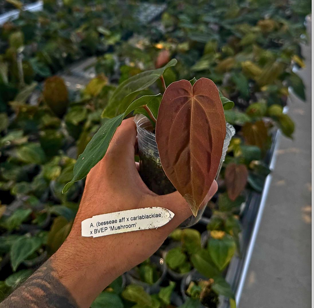 Anthurium (besseae aff x carlablackiae) x BVEP ‘Mushroom’