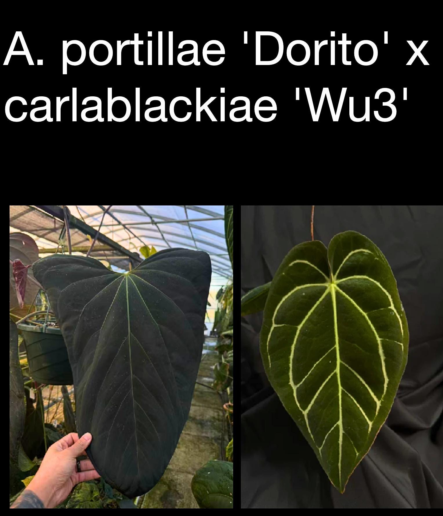 Anthurium portillae ‘Dorito’ x carlablackiae ‘Wu3’