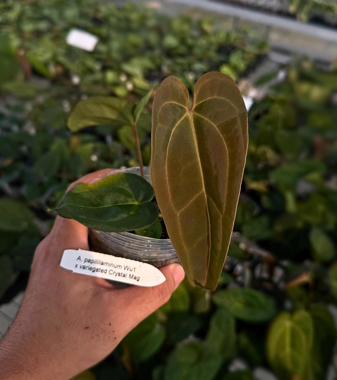 Anthurium papillilaminum ‘Wu1’ x Variegated Crystal Mag •