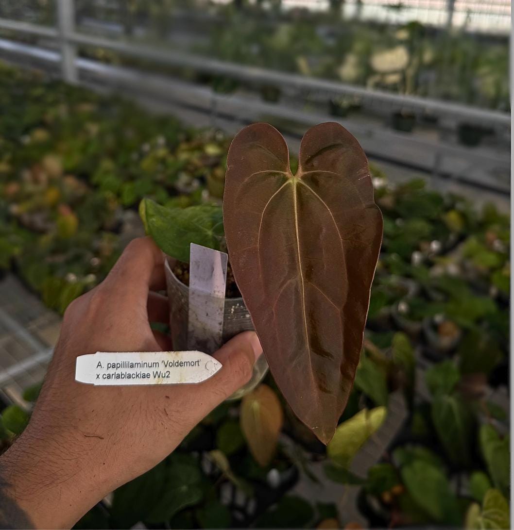 Anthurium papillilaminum ‘Voldemort’ × carlablackiae ‘Wu2’ • Rare Dark Hybrid • Velvet Anthurium • Wu Lineage • Collector Aroid