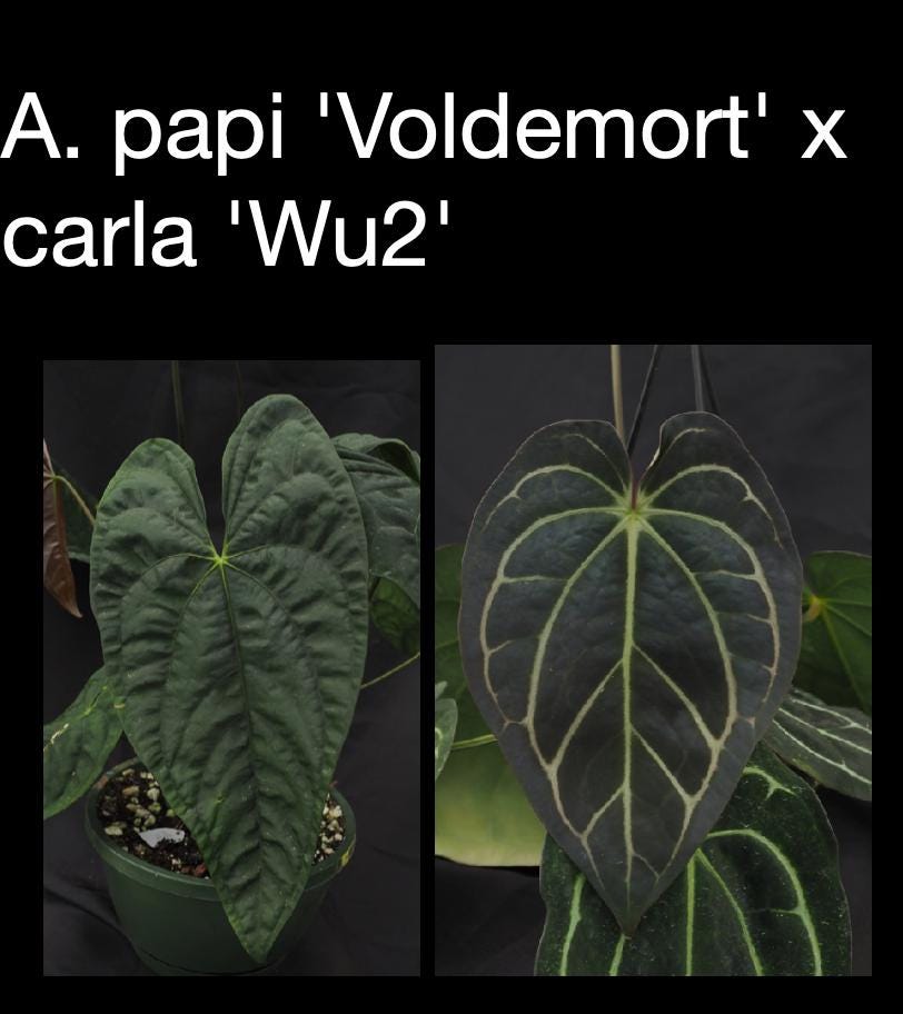 Anthurium papillilaminum ‘Voldemort’ × carlablackiae ‘Wu2’ • Rare Dark Hybrid • Velvet Anthurium • Wu Lineage • Collector Aroid