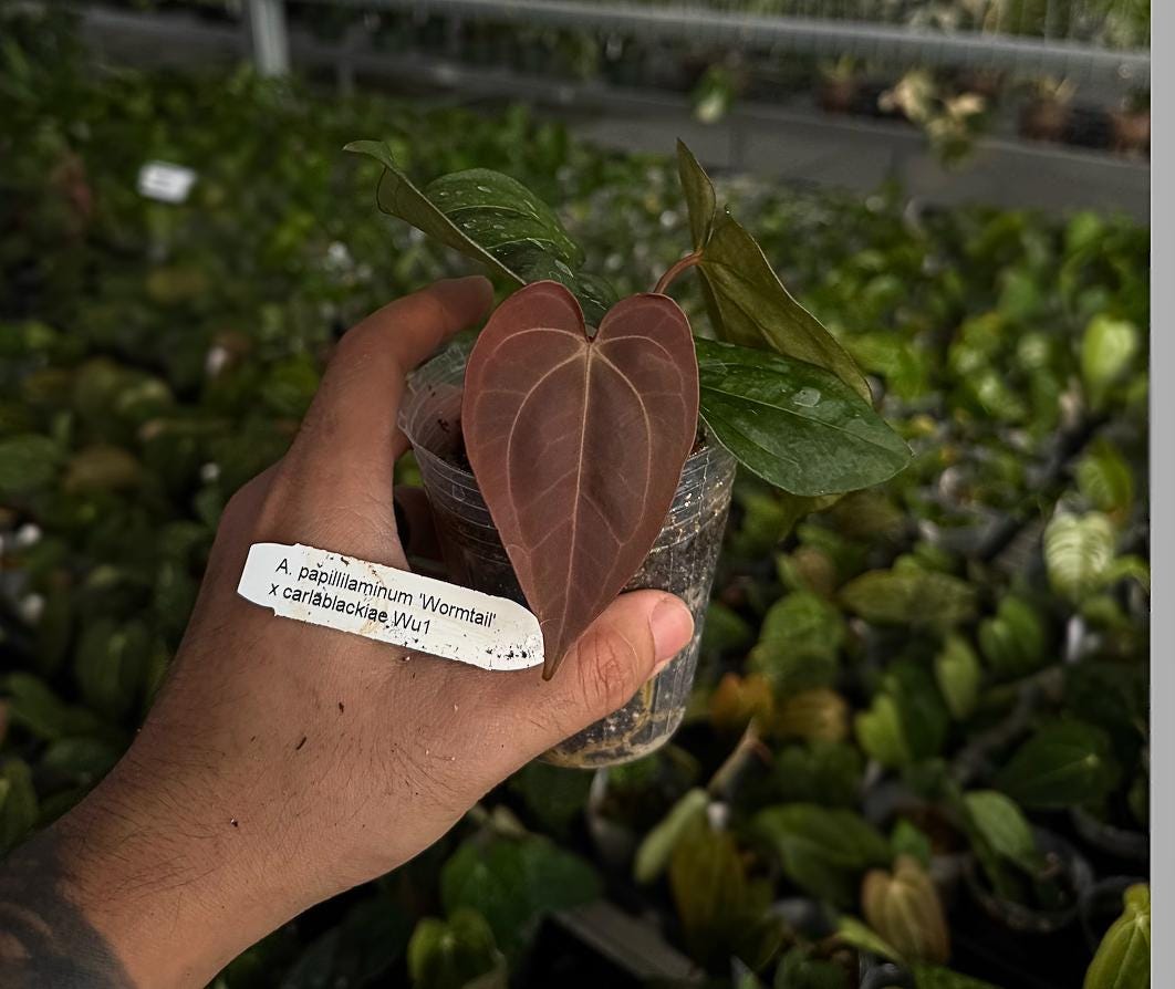 Anthurium papillilaminum ‘Wormtail’ × carlablackiae ‘Wu2’