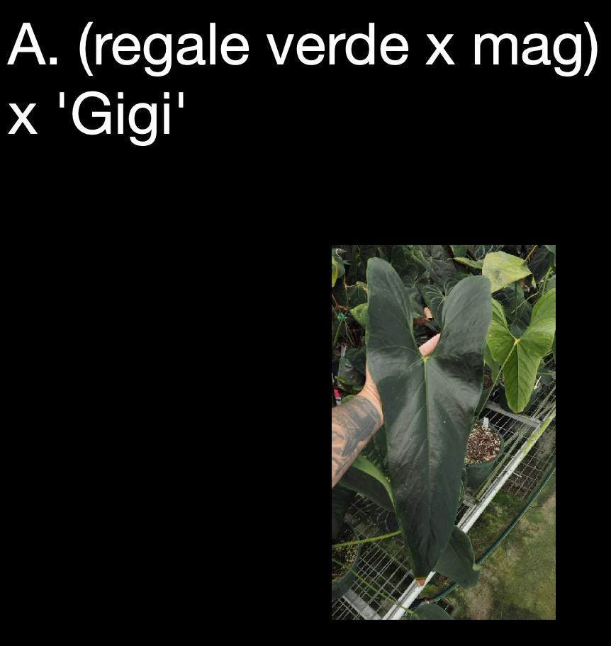 Anthurium (regale verde × magnificum) × nigrolaminum ‘Gigi’