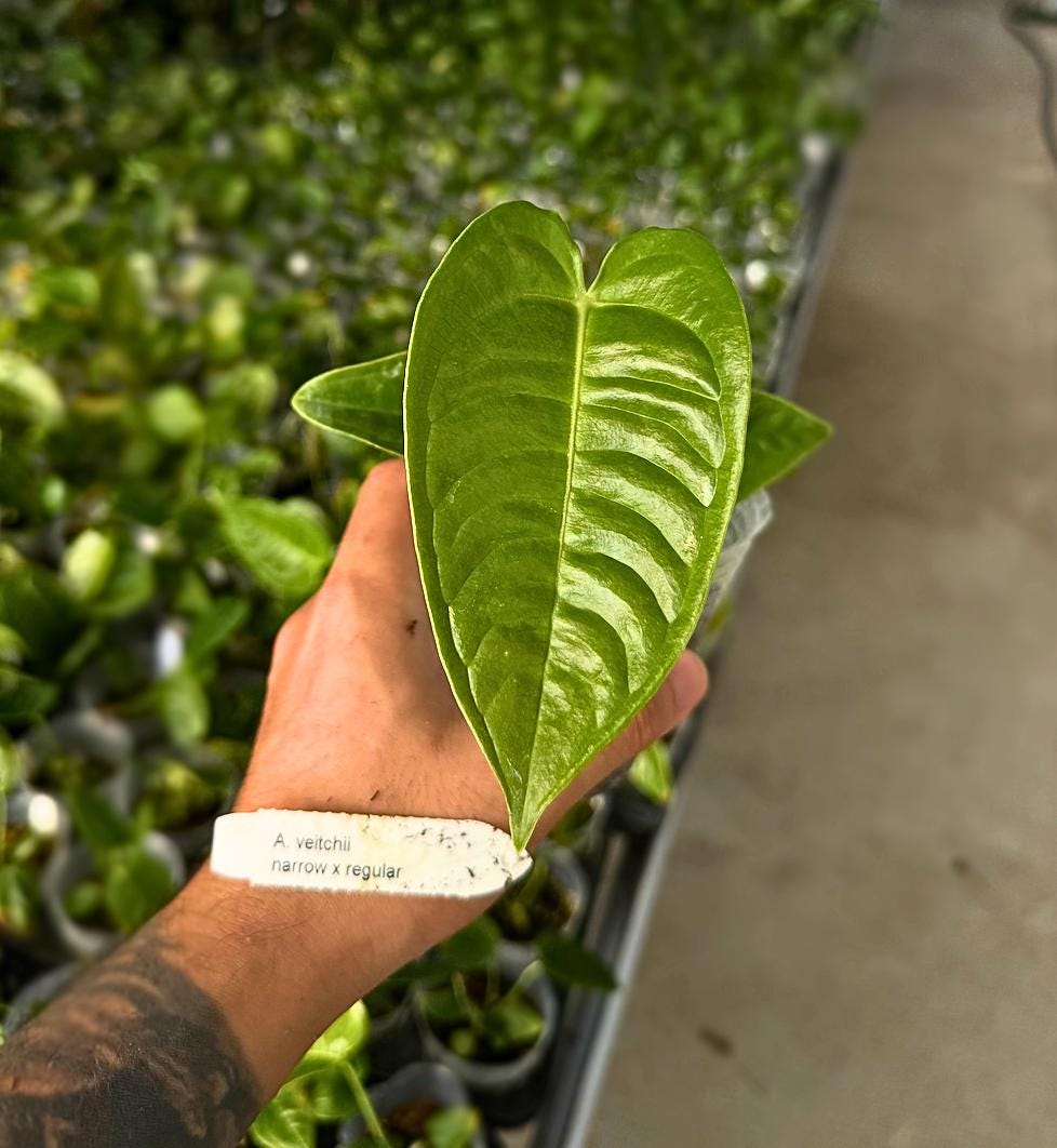 Anthurium veitchii Narrow × Regular • King Anthurium Hybrid • Ribbed Corrugated Leaves • Rare Collector Aroid