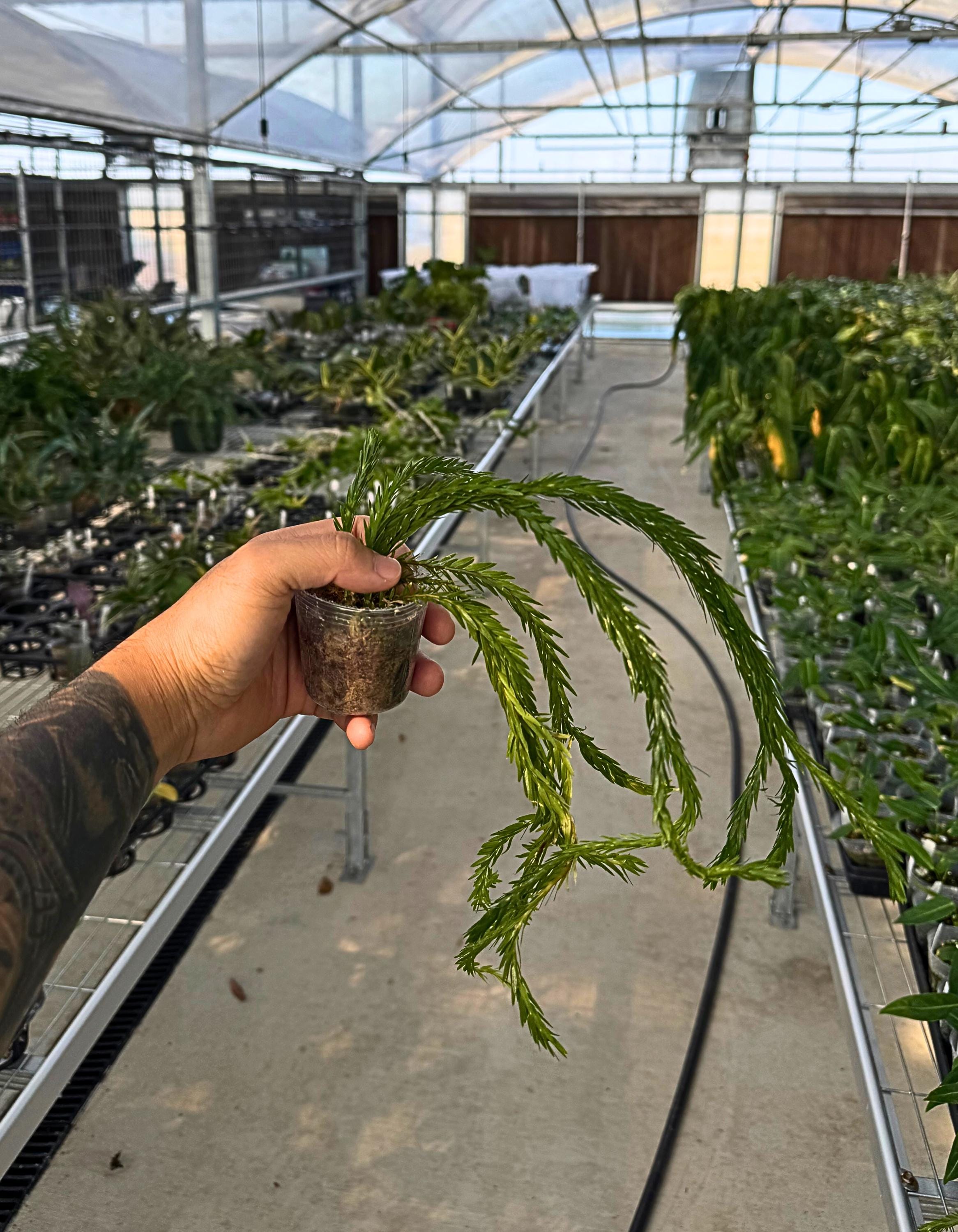 Huperzia Triangle Satun