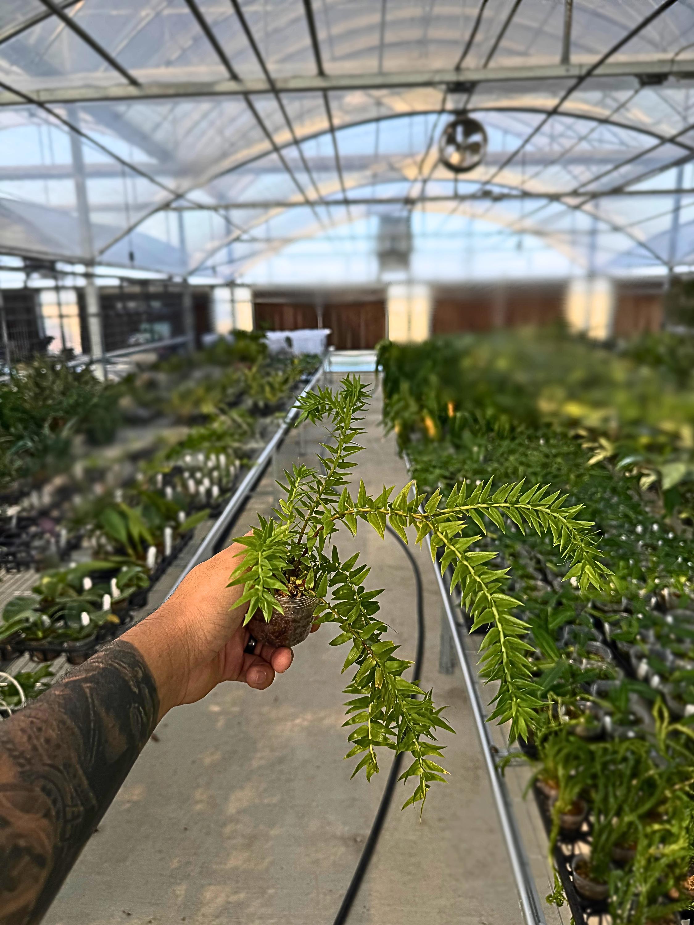 Huperzia goebelii blue – Rare Tropical Clubmoss