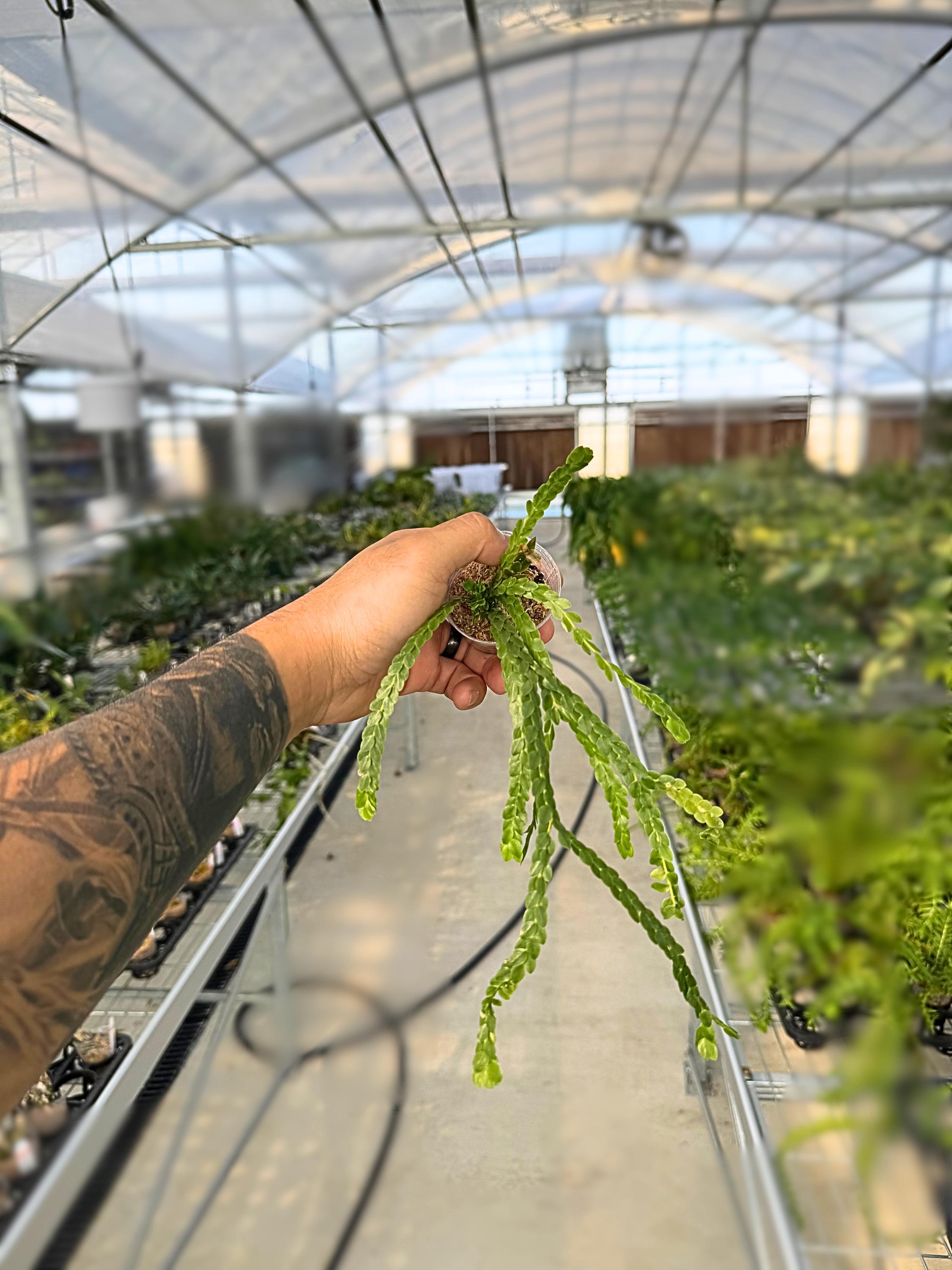 Huperzia nummulariifolia – Rare Tropical Clubmoss